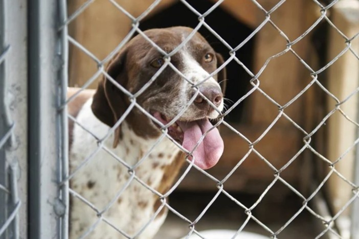 Bo roi thu cung sau dai dich do thieu tien hinh anh