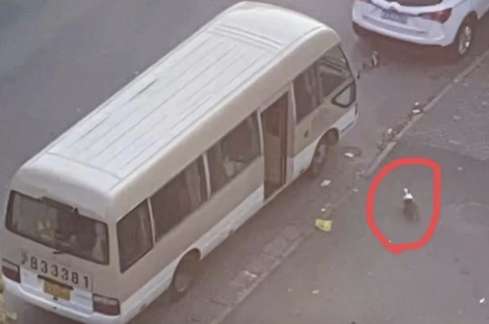 Cho corgi bi danh chet tai Trung Quoc hinh anh