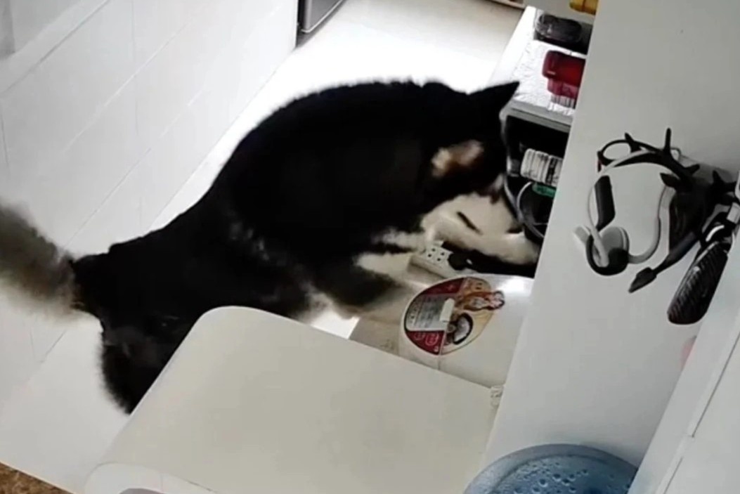 Chu cho husky o Trung Quoc biet lam viec nha hinh anh