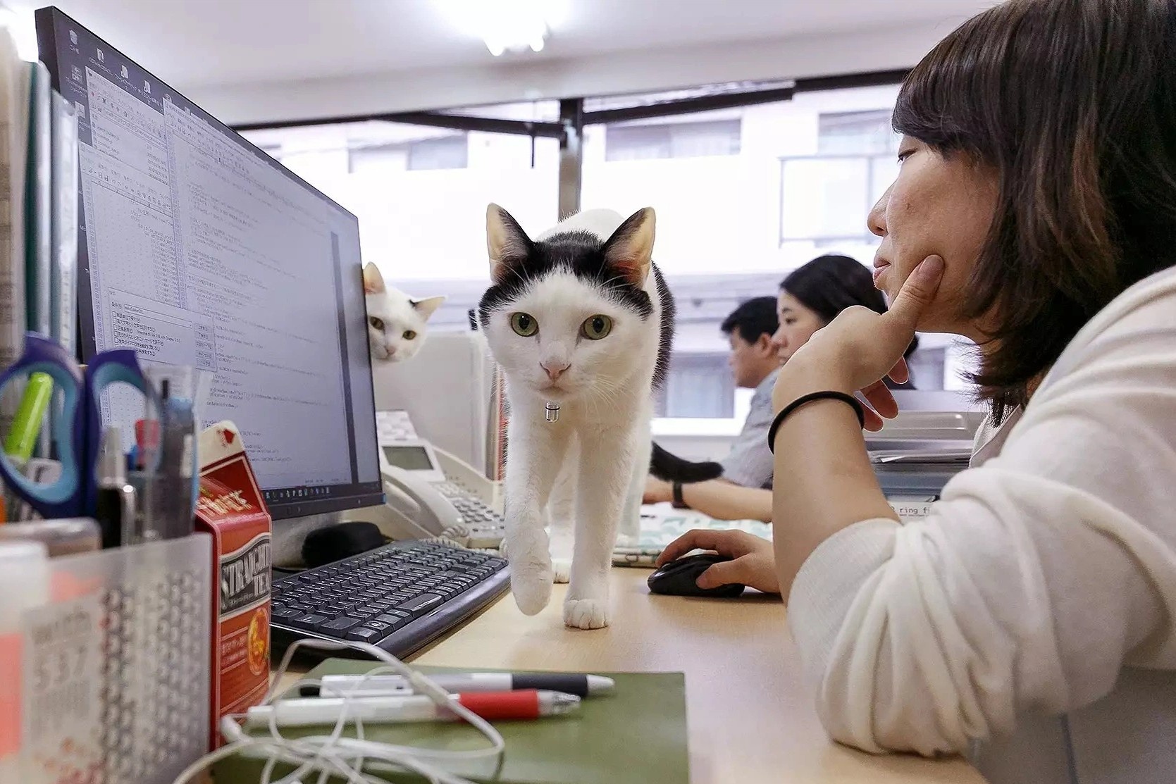 Nhung 'chu meo cong so' that nghiep tai Trung Quoc hinh anh