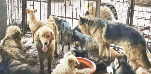 cuu ho cho khoi le hoi thit cho anh 1