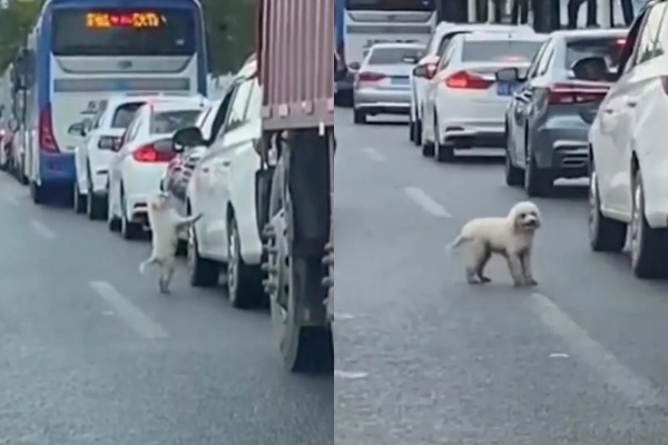 Canh sat Trung Quoc truy tim nguoi bo roi cho con giua duong hinh anh