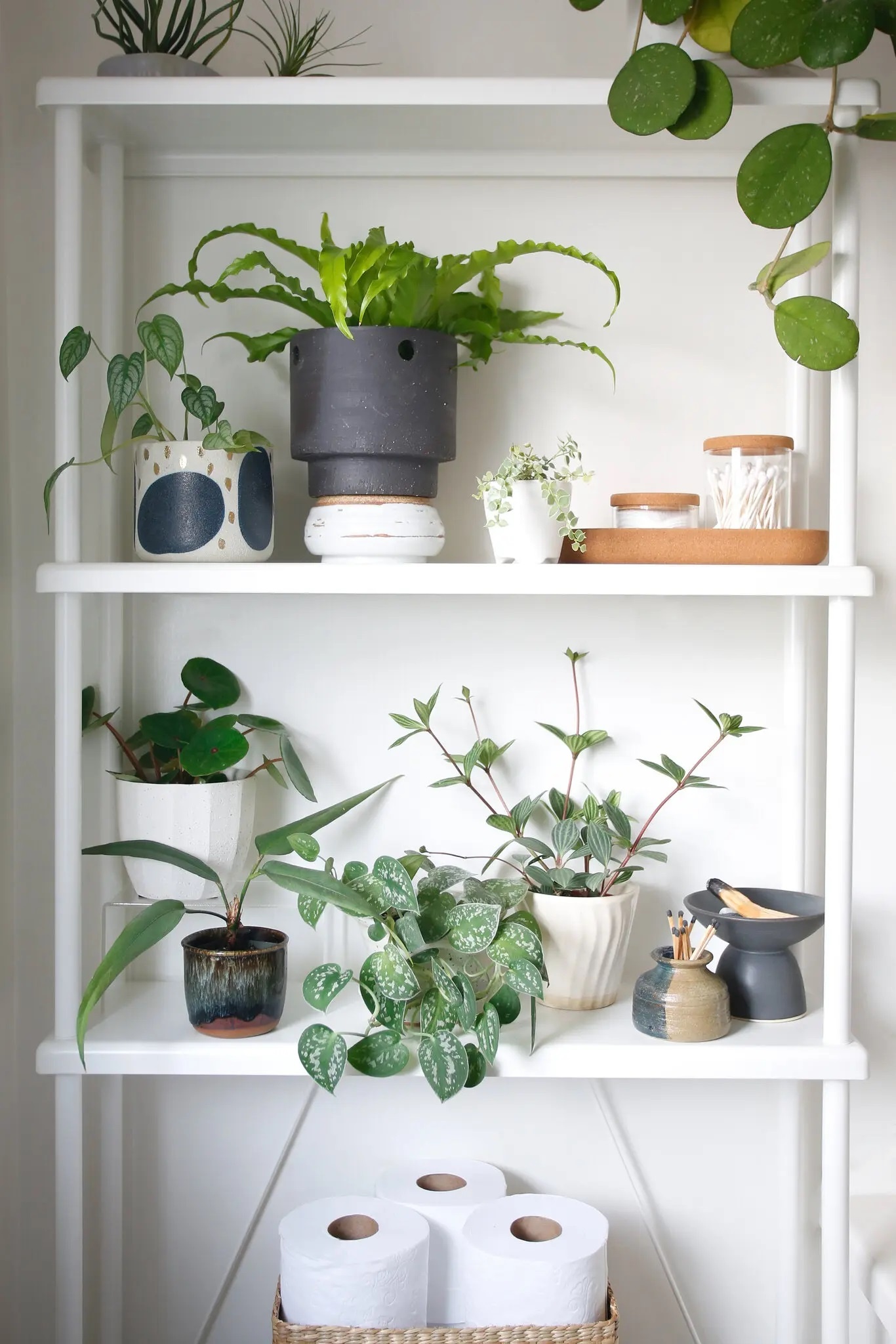 trong cay noi that anh 2