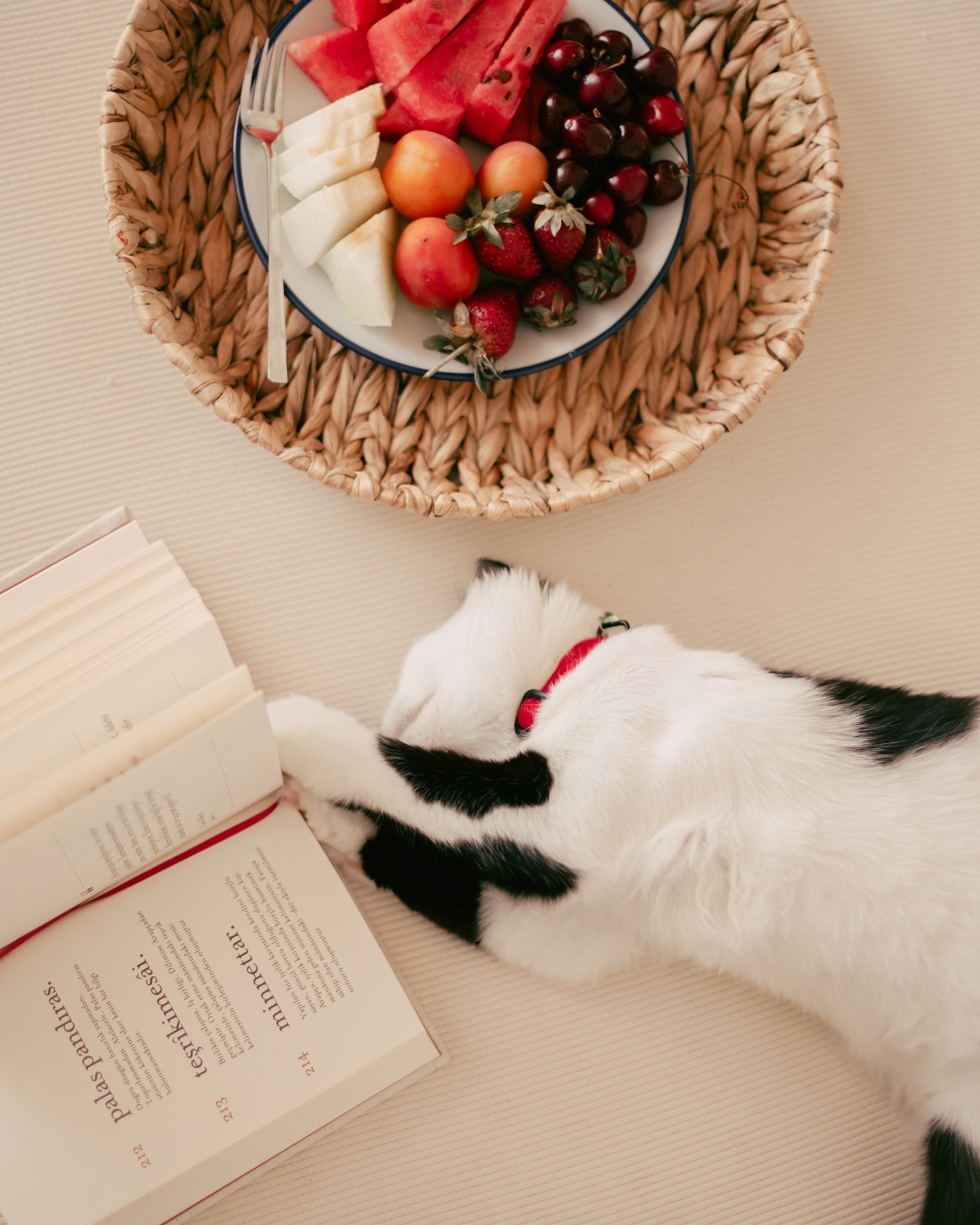 nuoi meo trong nha anh 2