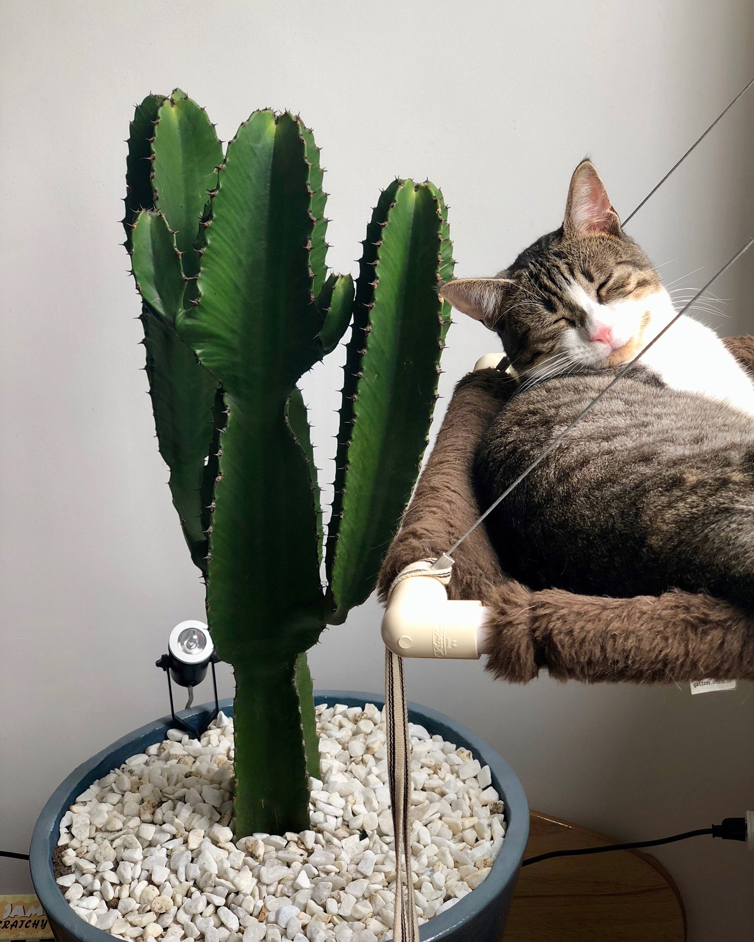 nuoi meo trong nha anh 3