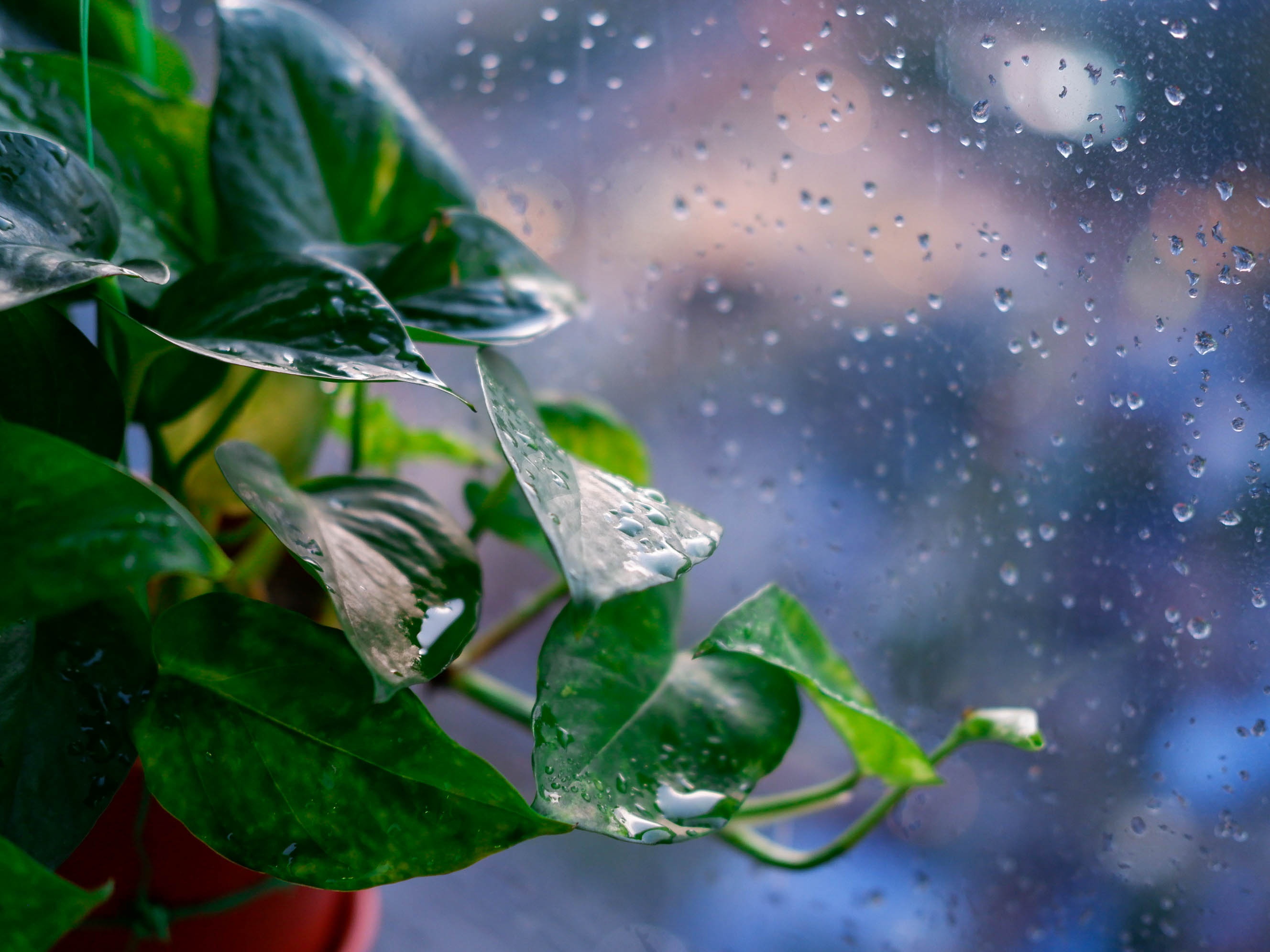 trang tri nha cua voi cay xanh anh 6