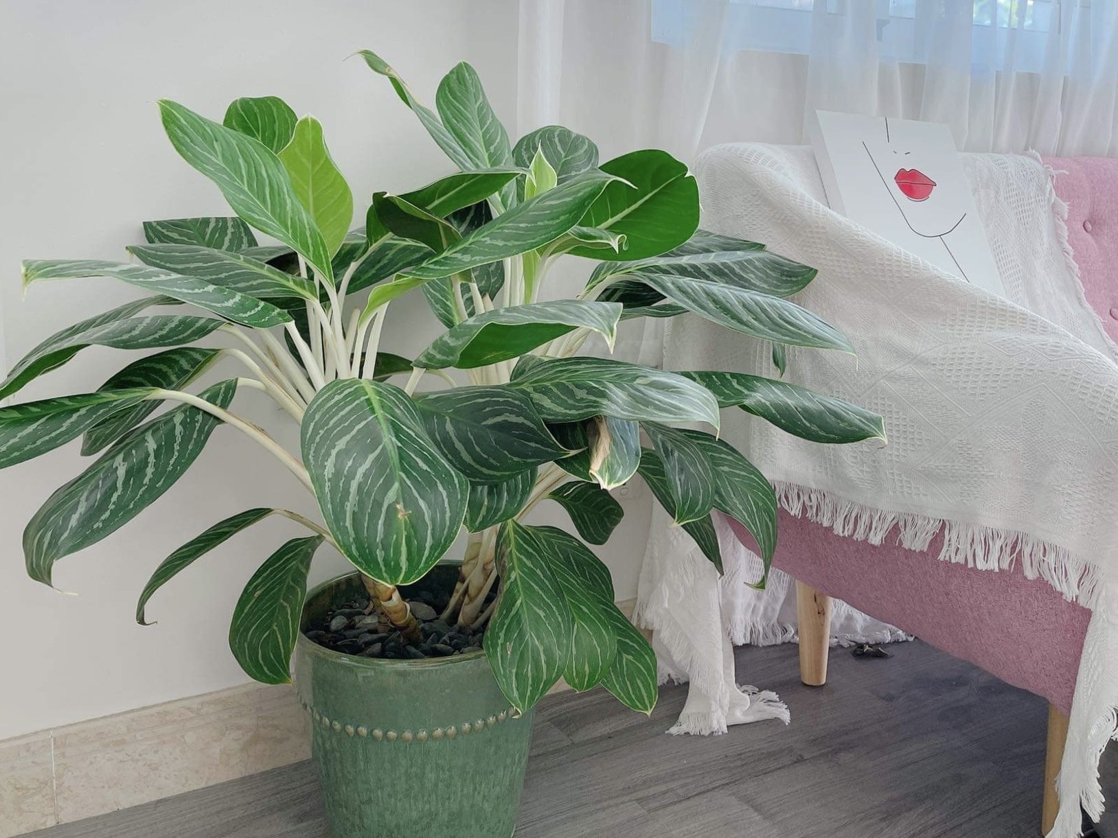 trang tri nha cua voi cay xanh anh 5