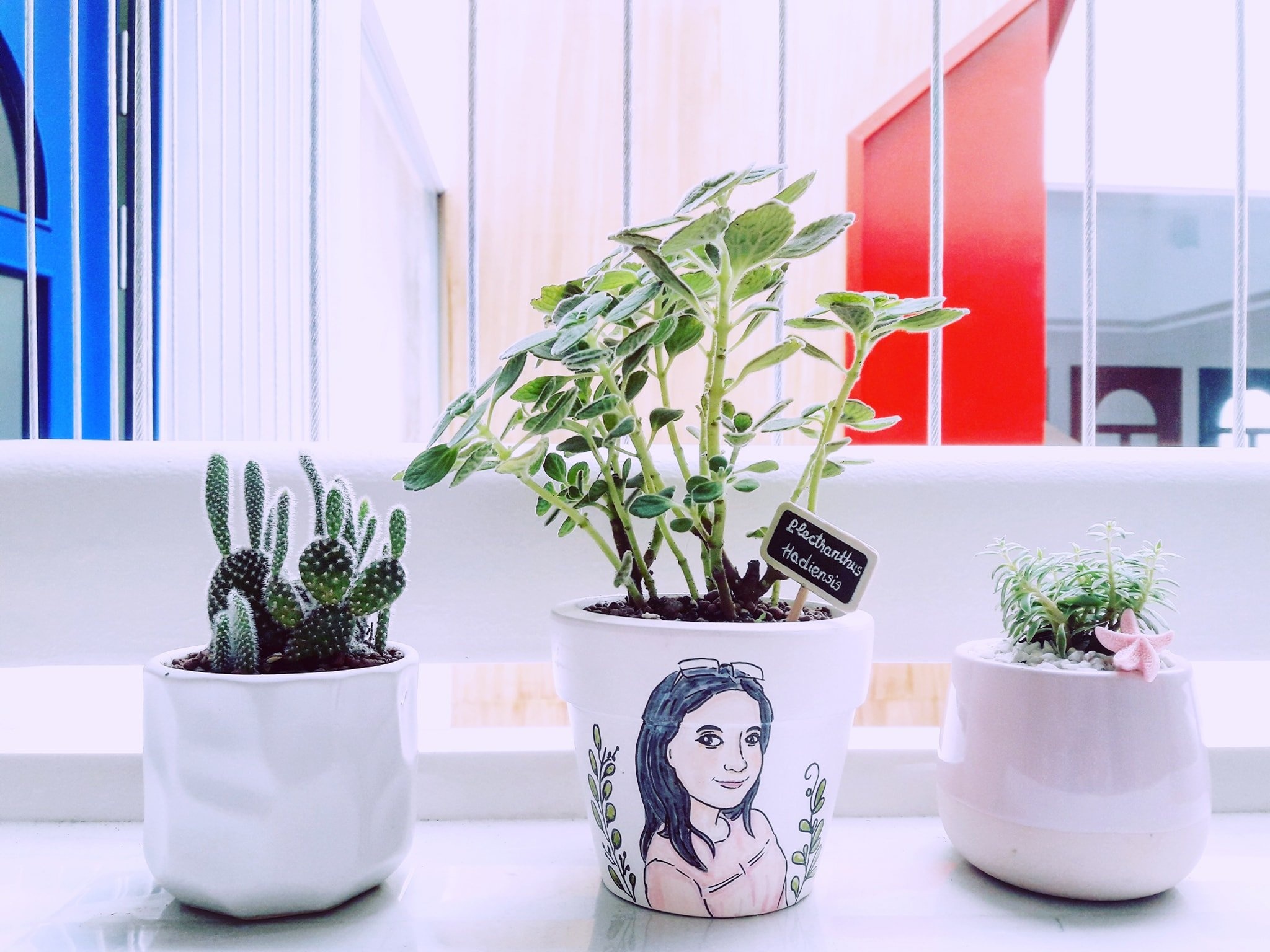 trang tri nha cua voi cay xanh anh 3