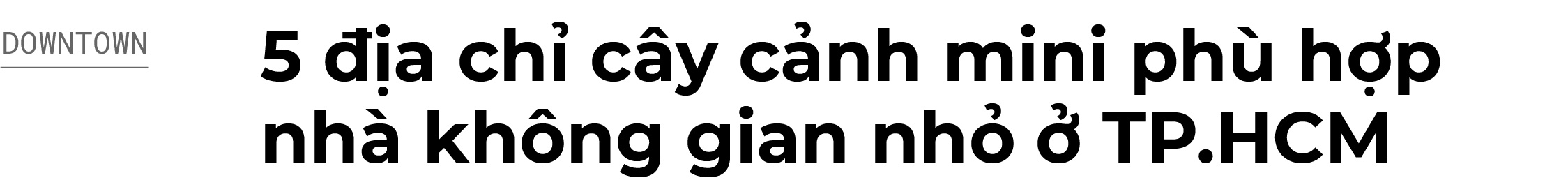 dia chi ban cay canh o TPHCM anh 1