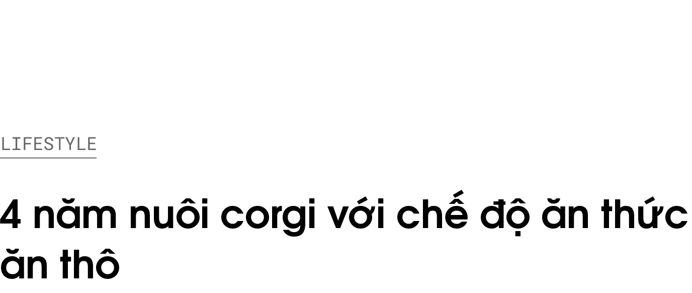 kinh nghiem nuoi corgi anh 1