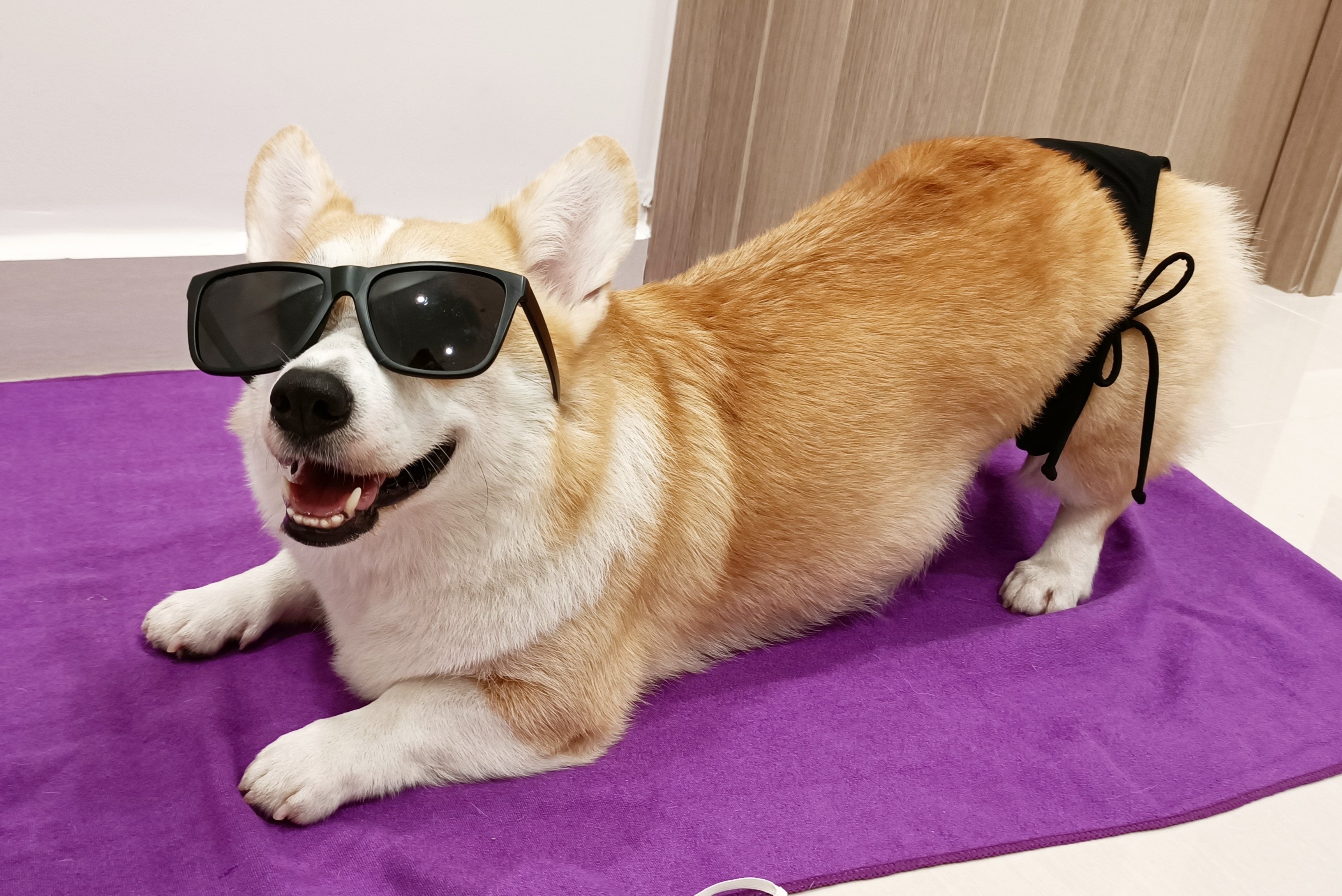 4 nam nuoi corgi voi che do thuc an tho hinh anh
