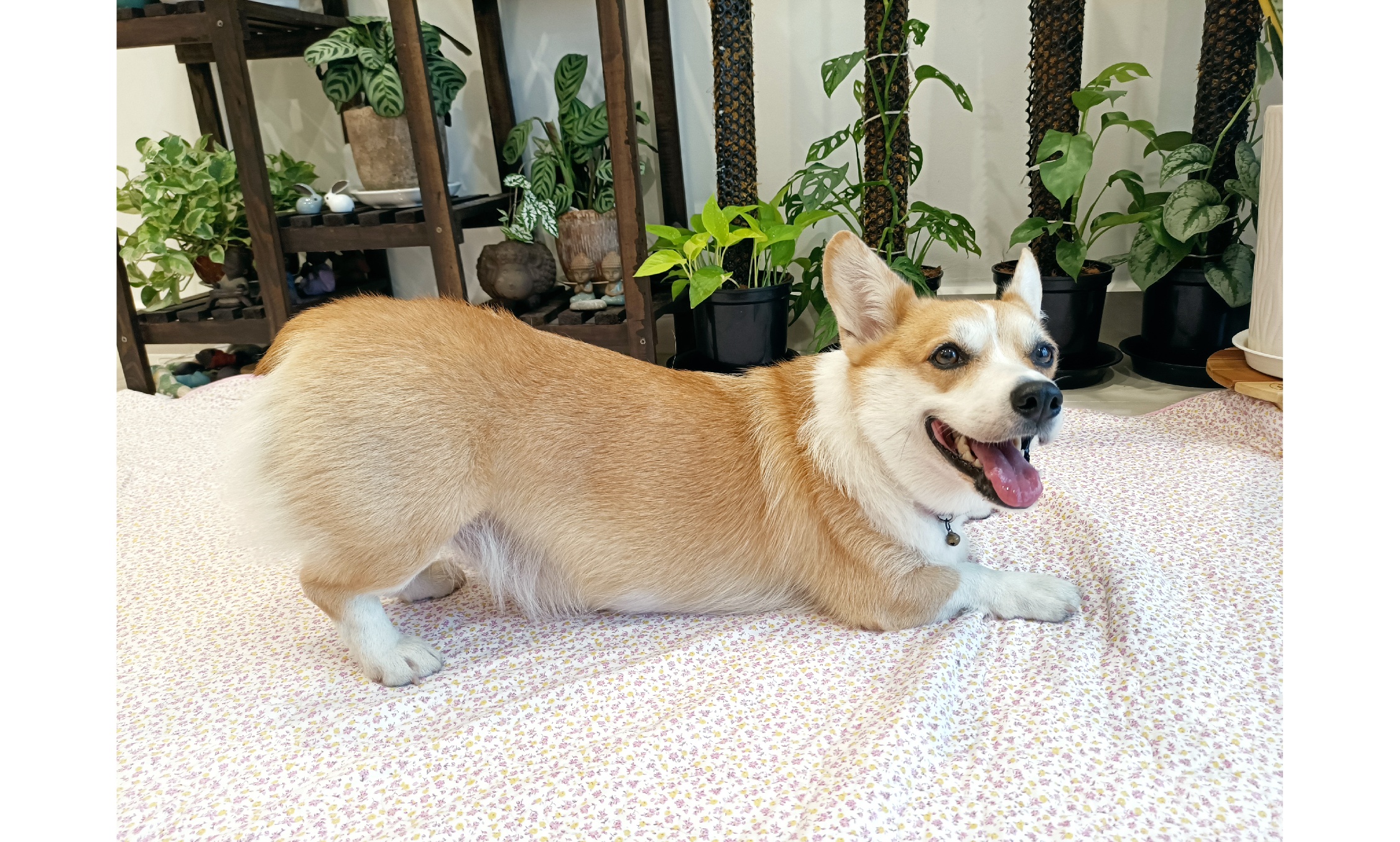 kinh nghiem nuoi corgi anh 2