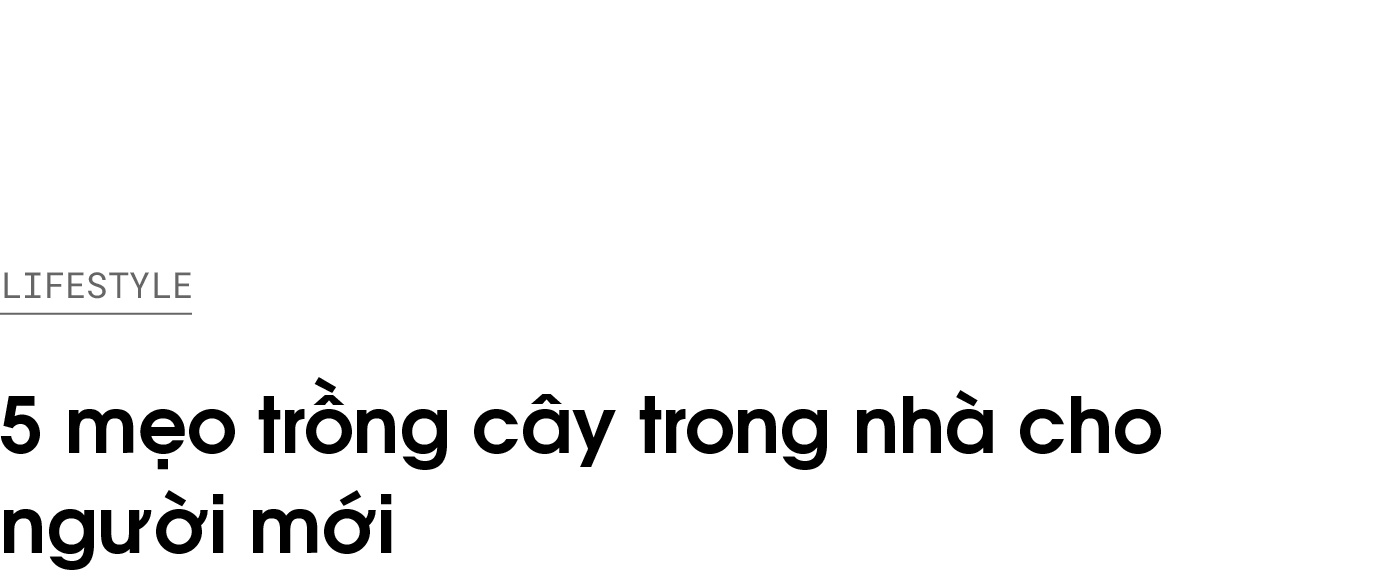 trồng cây trong nhà ảnh 1 trong cay trong nha anh 1
