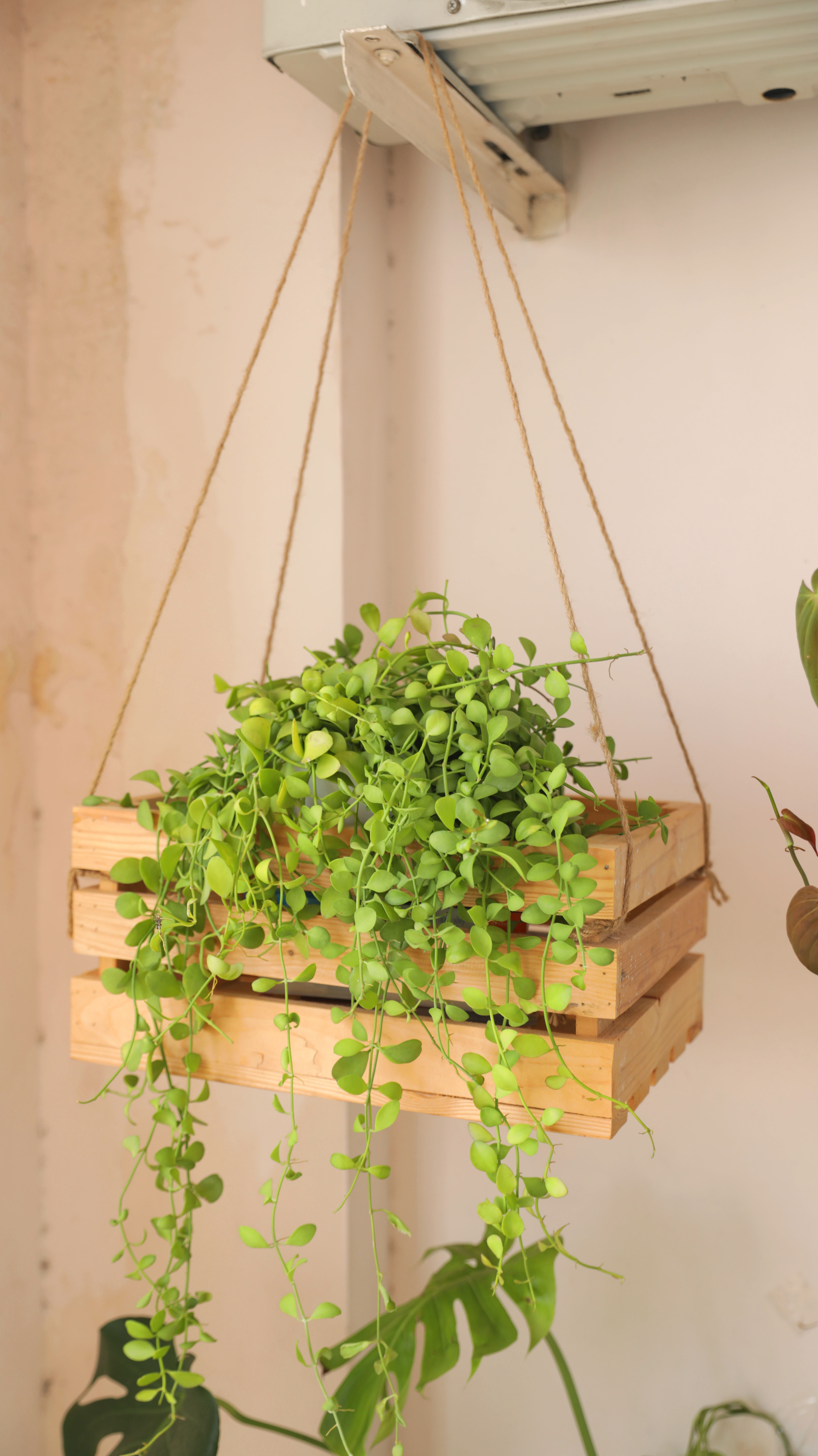 trong cay ban cong anh 11