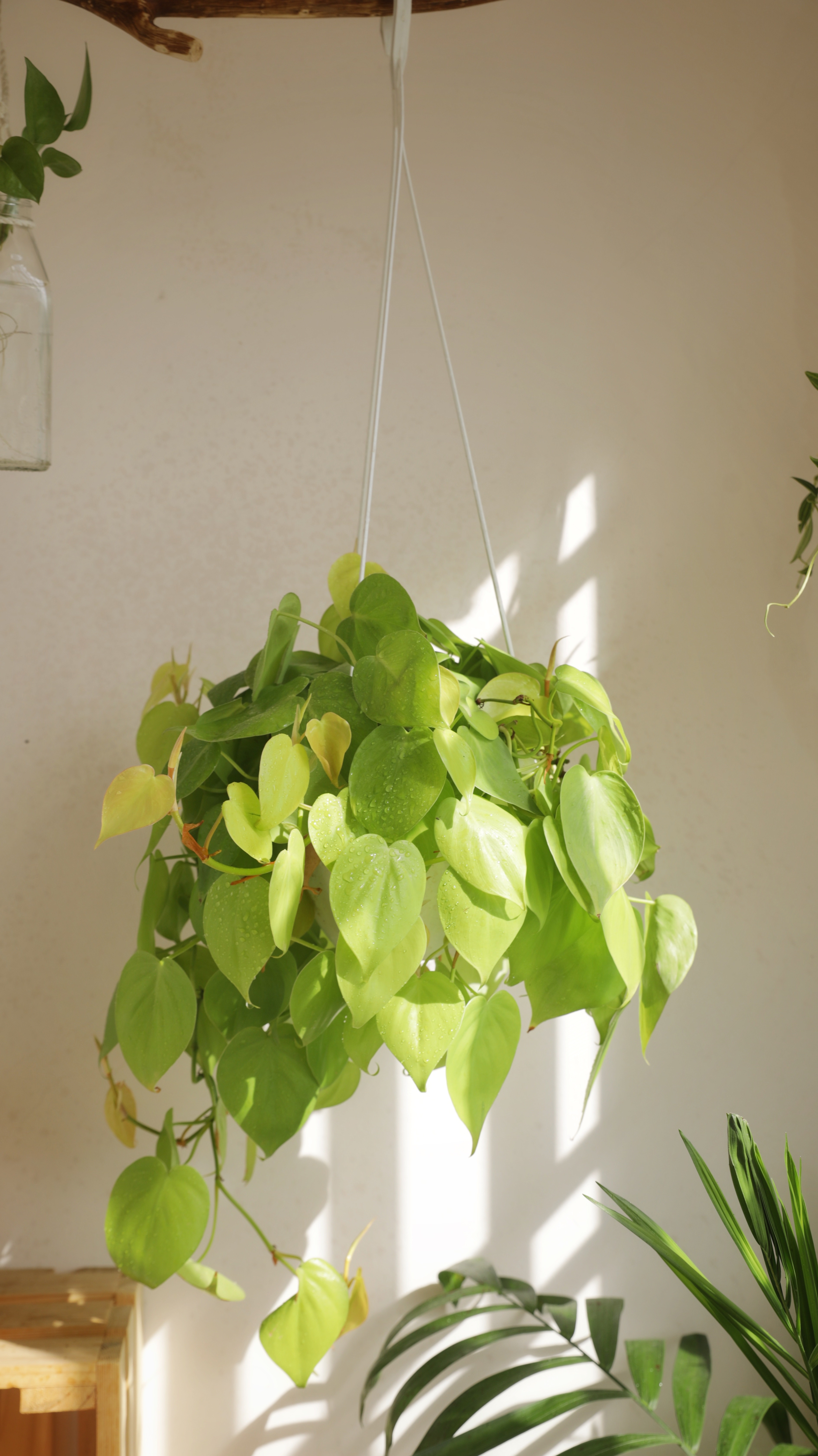 trong cay ban cong anh 10