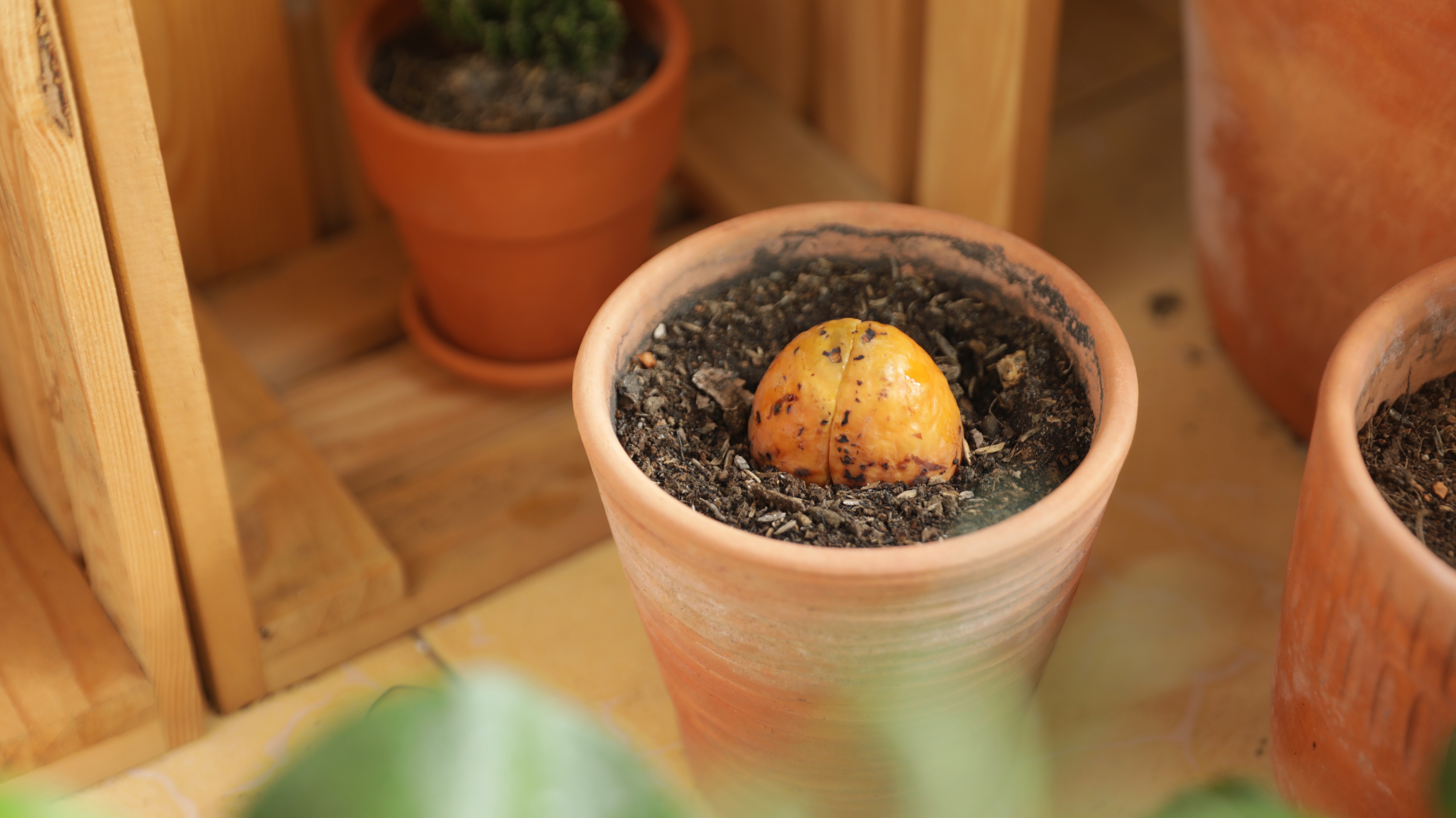 trong cay ban cong anh 12