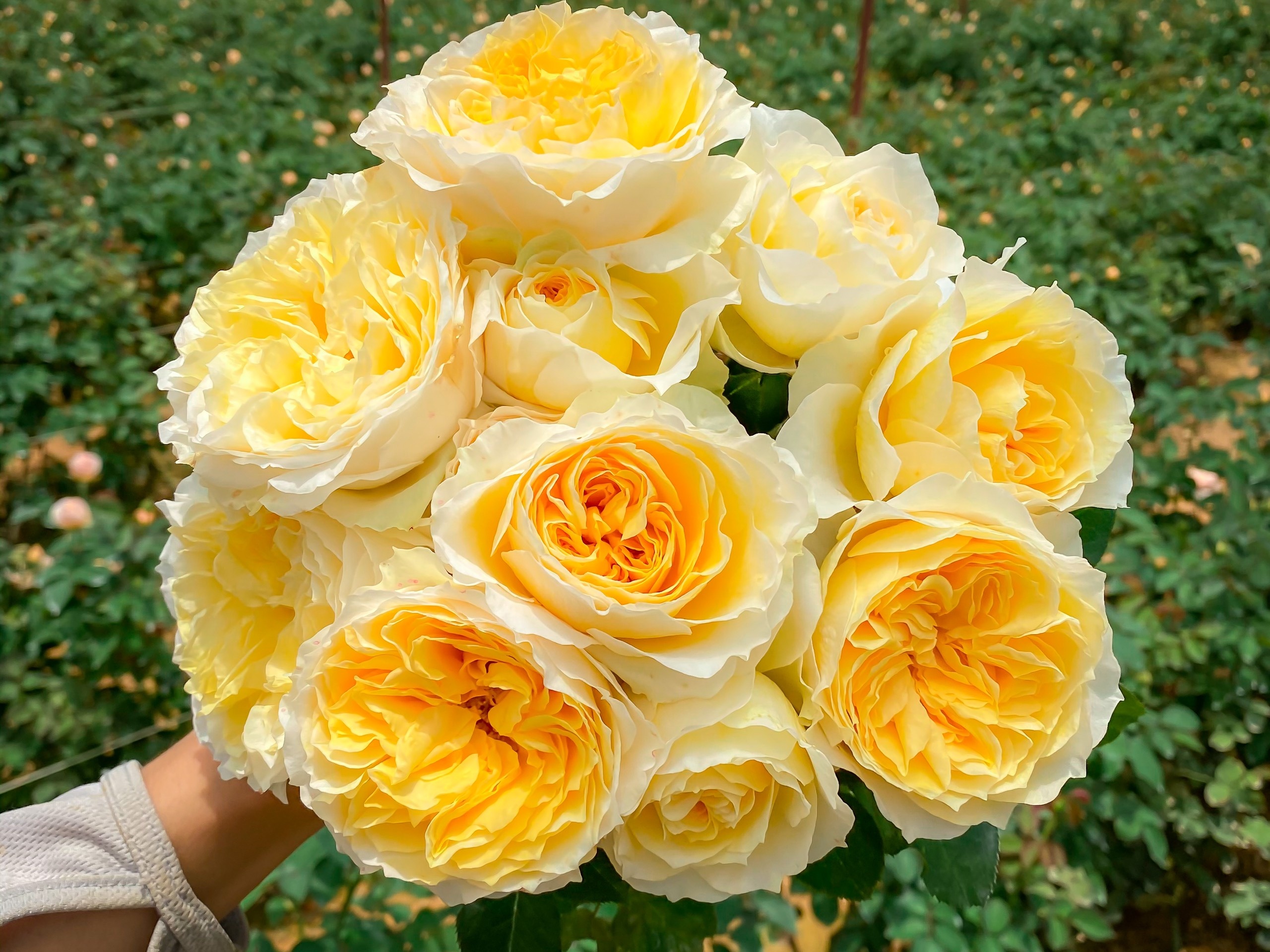 kinh nghiệm trồng hoa hồng ảnh 6 kinh nghiem trong hoa hong anh 6