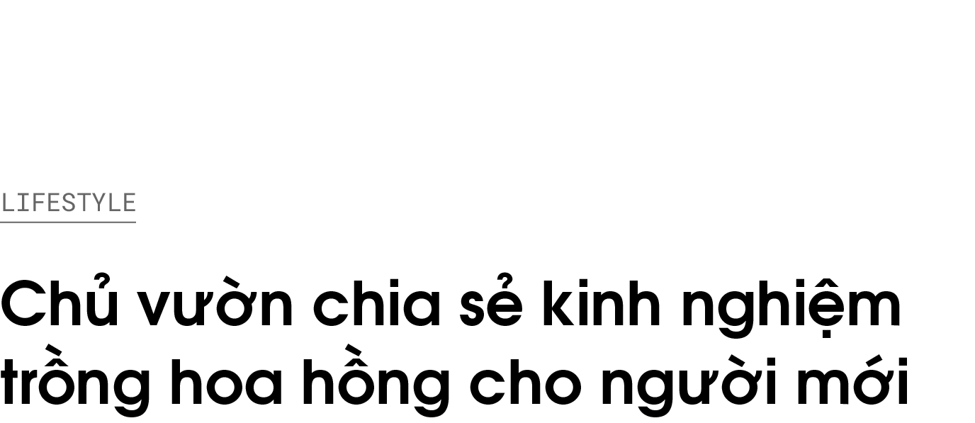 kinh nghiệm trồng hoa hồng ảnh 1 kinh nghiem trong hoa hong anh 1