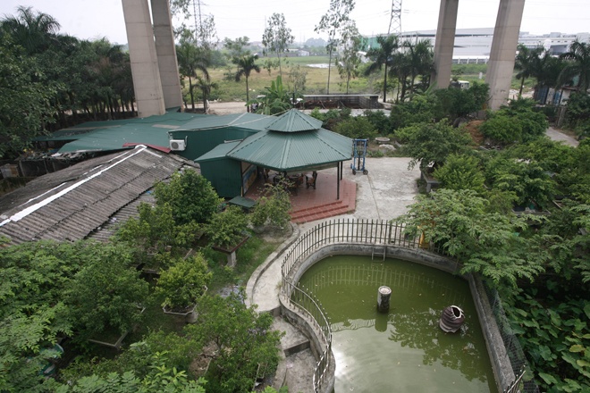 Trai ca sau moc len o khu vuc cam tai Ha Noi hinh anh