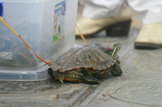 Rua cam bi bay ban tran lan noi cua chua hinh anh