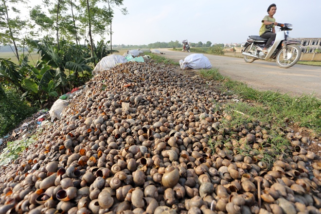 'Dai nan' vo oc buou vang  o Ha Noi hinh anh