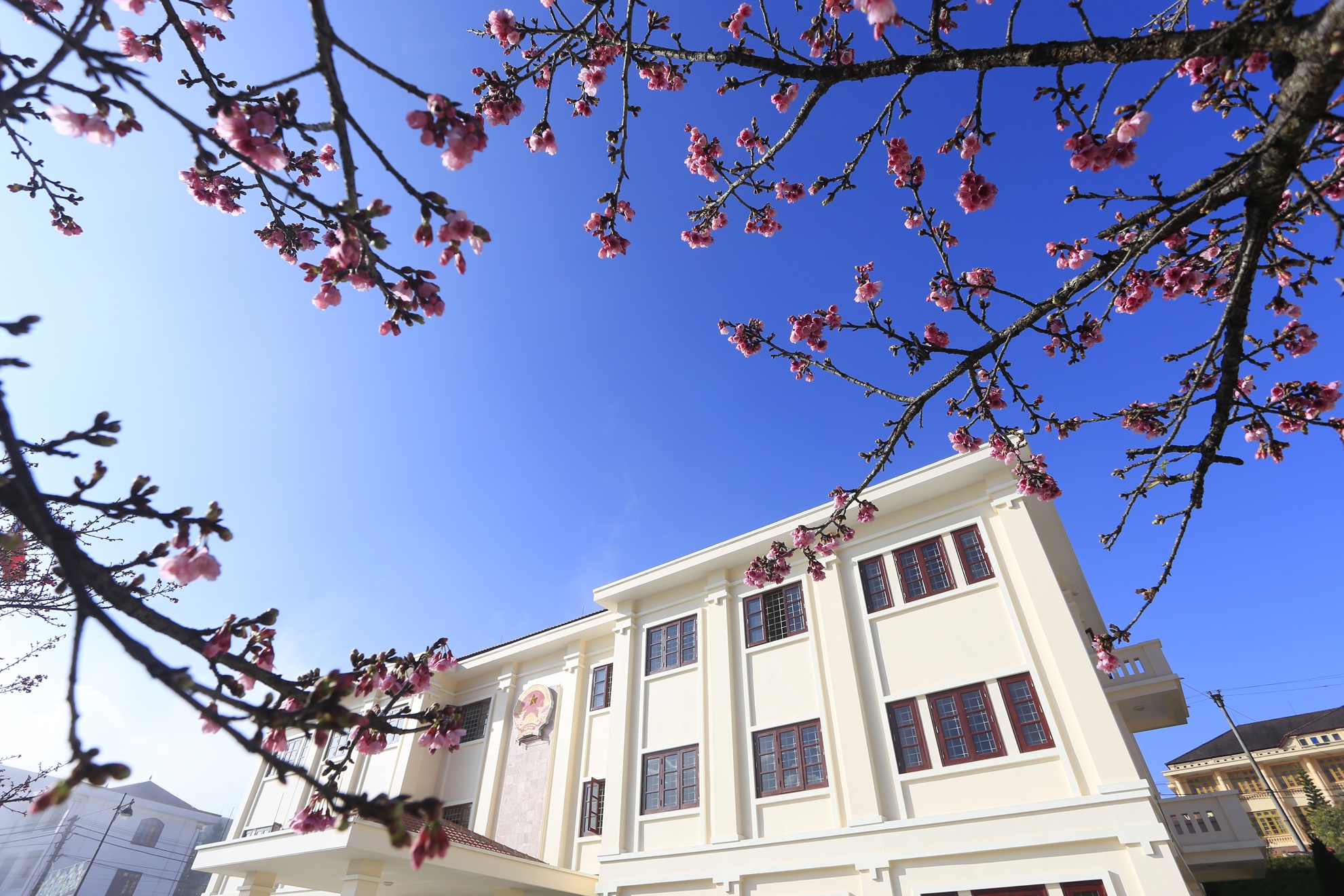 Anh dao no ro o Sapa truoc Giang sinh hinh anh