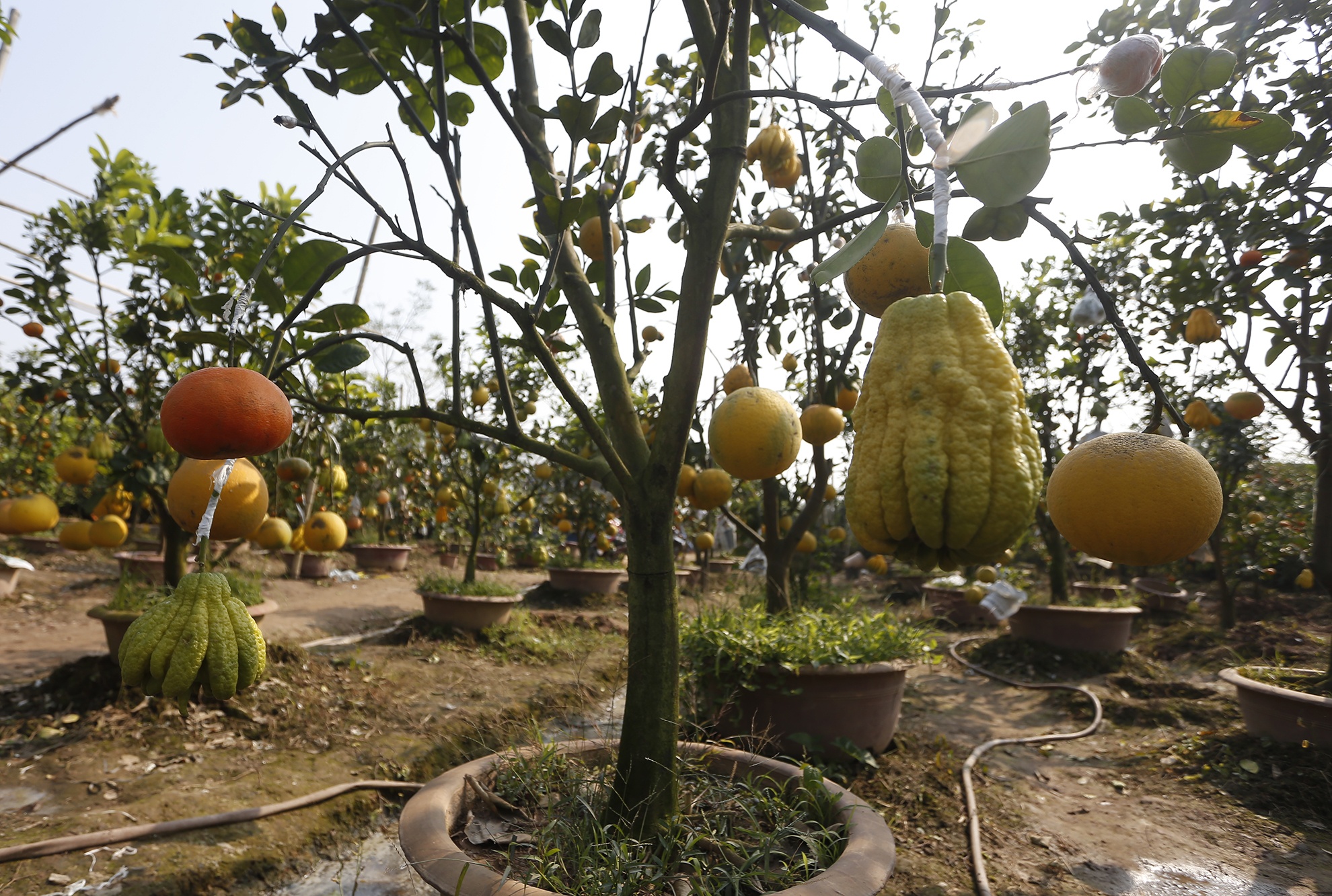 Can canh vuon cay co 5 loai qua cua lao nong Ha Thanh hinh anh