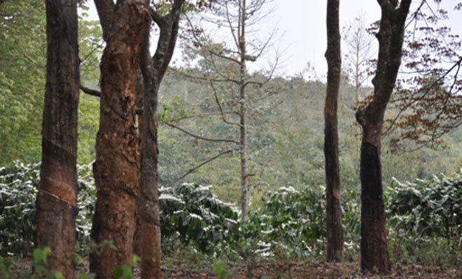 Ruot duoi ten giet nguoi trong can choi go giua rung ca phe hinh anh