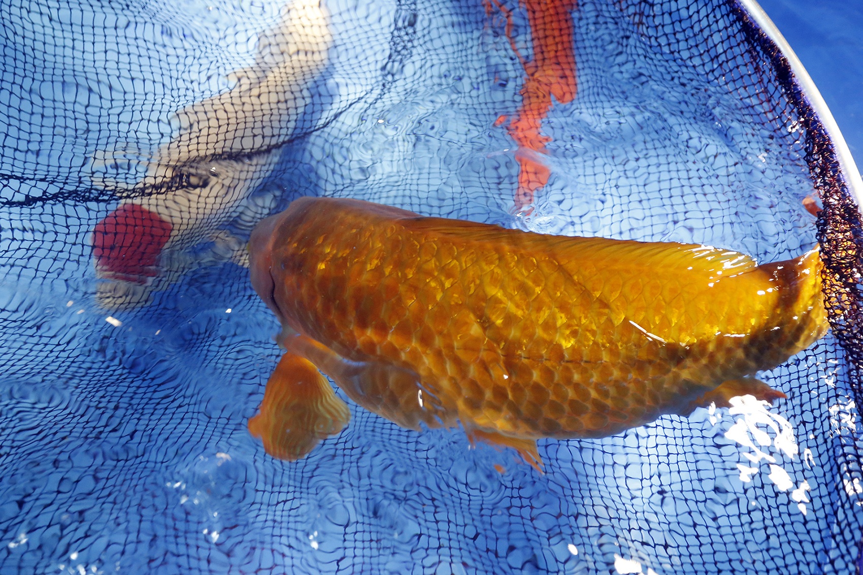 Anh ca chep Nhat gia hon 200 trieu tai Ha Noi hinh anh