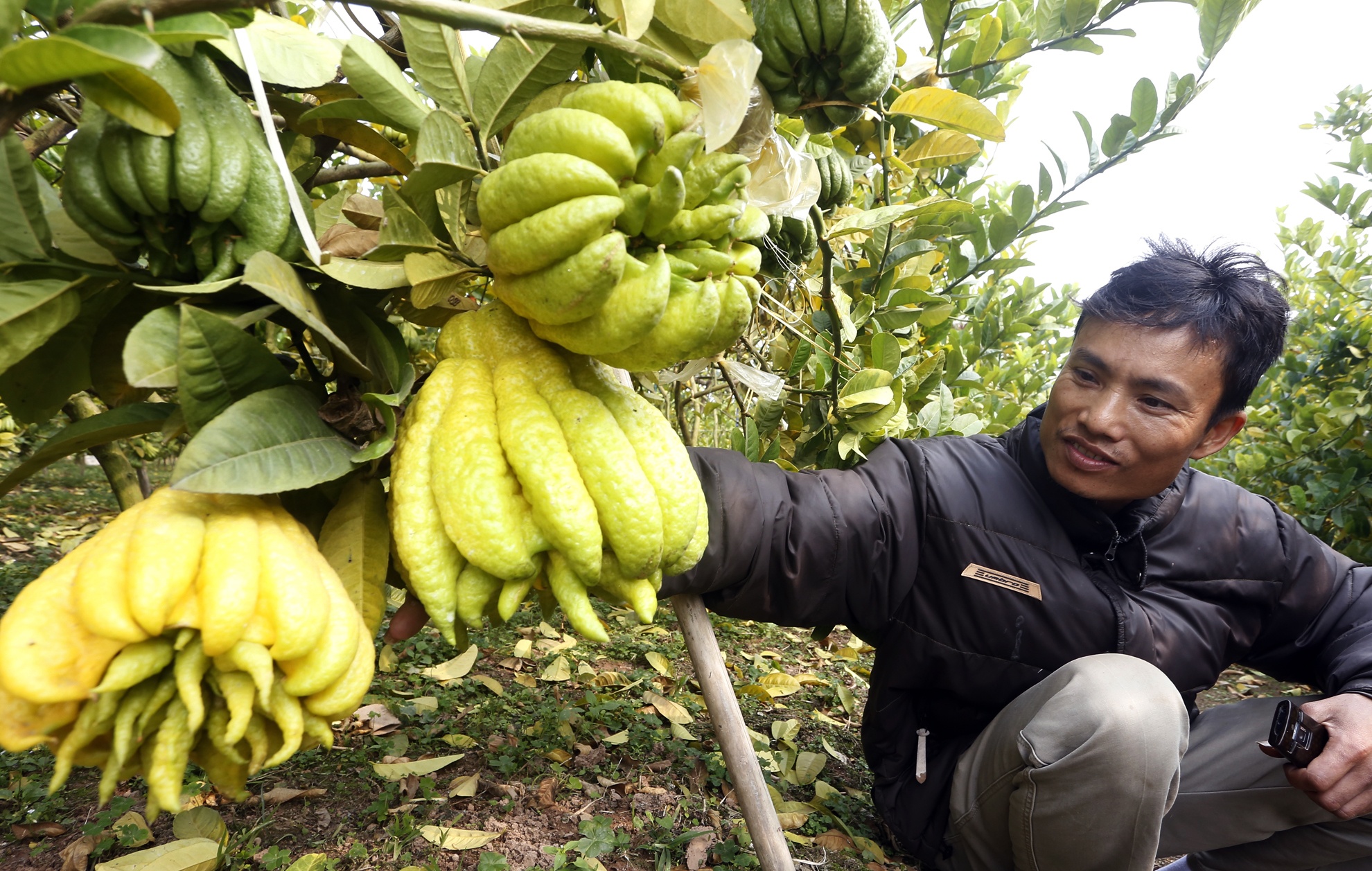 Nhung vuon phat thu tien ty xum xue cho Tet o Ha Noi hinh anh