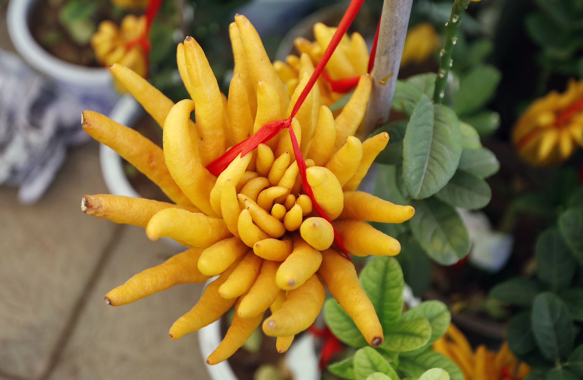 Can canh Phat thu Tay Thien gia chuc trieu o Ha Noi hinh anh