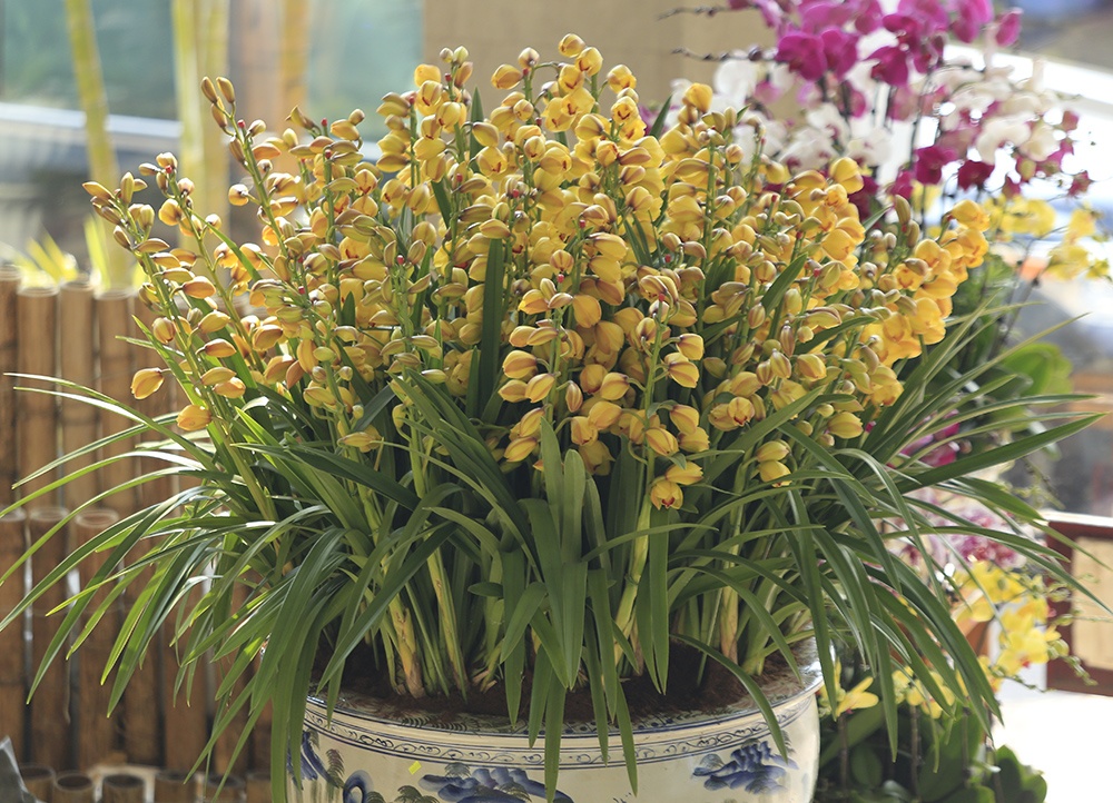 Chau dia lan gia 42 trieu o Ha Noi hinh anh