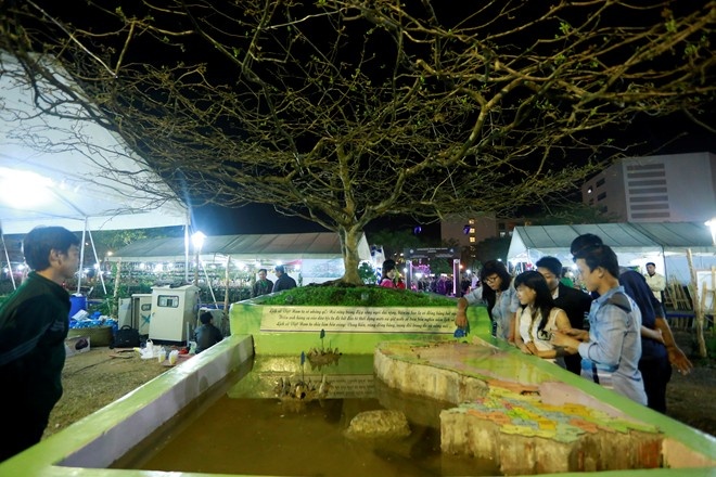 Cay mai bac ty co hinh Hoang Sa, Truong Sa tai Sai Gon hinh anh