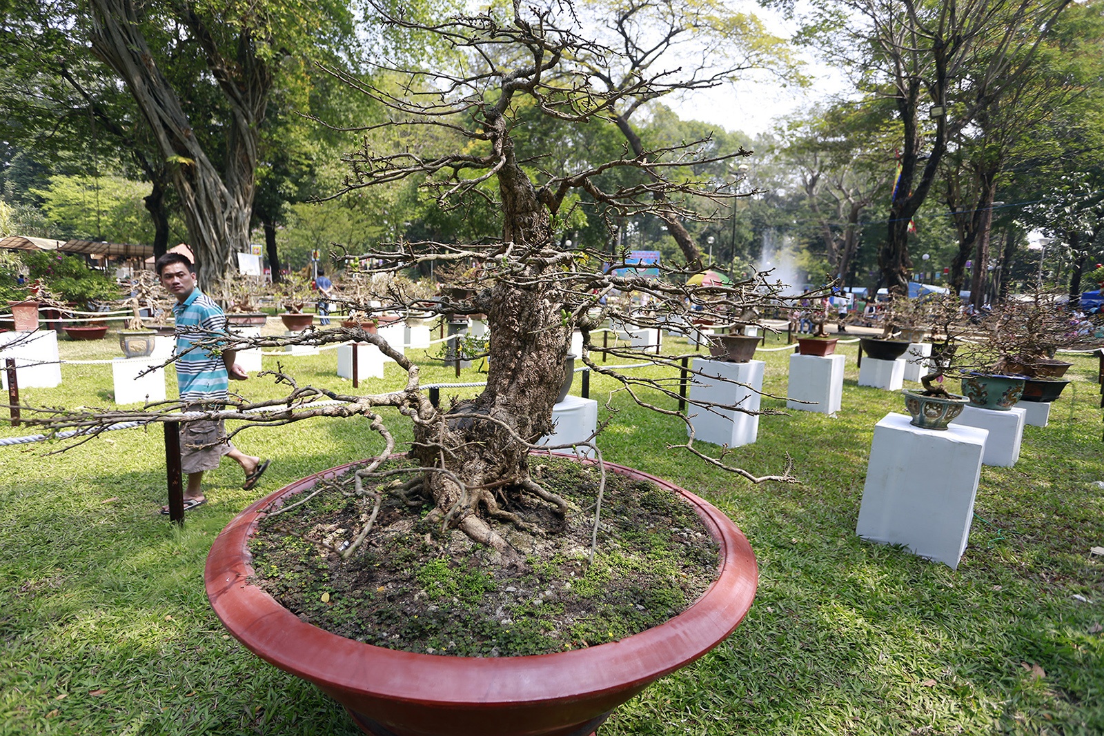 Cay mai tren 200 tuoi gia 2,5 ty o Hoi hoa xuan Sai Gon hinh anh