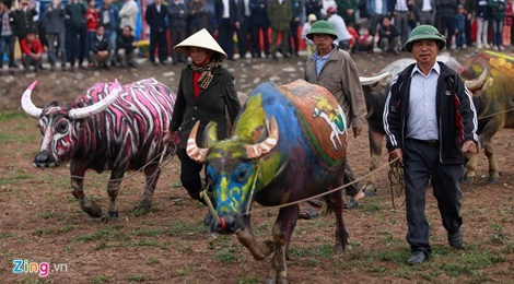 Nhung con trau sac so theo vua di cay o le hoi Tich Dien hinh anh