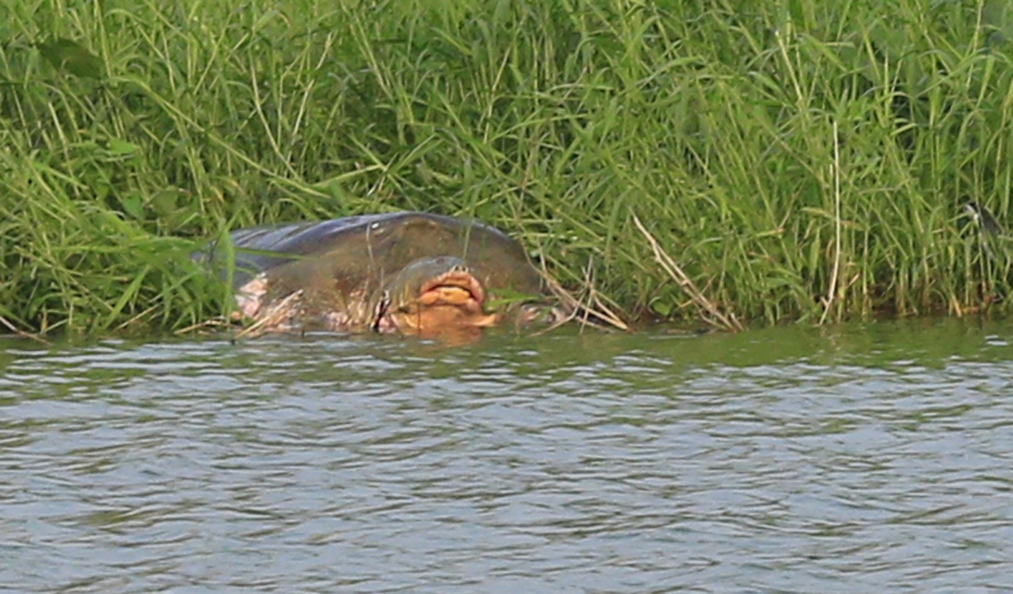Rua ho Guom bo len tren bai co phoi nang hinh anh