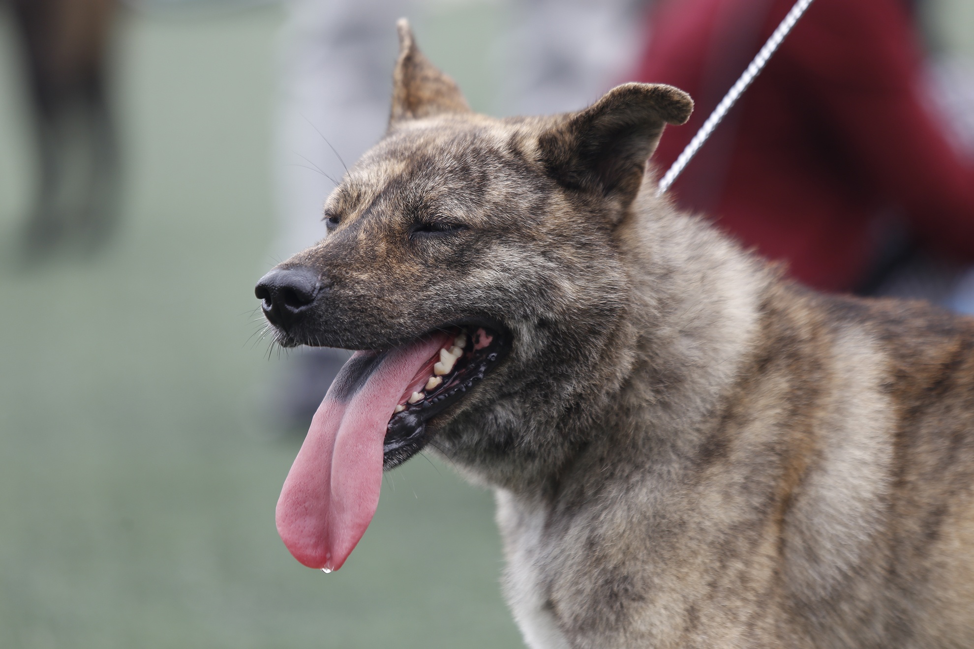 Cuoc thi cho Phu Quoc hinh anh