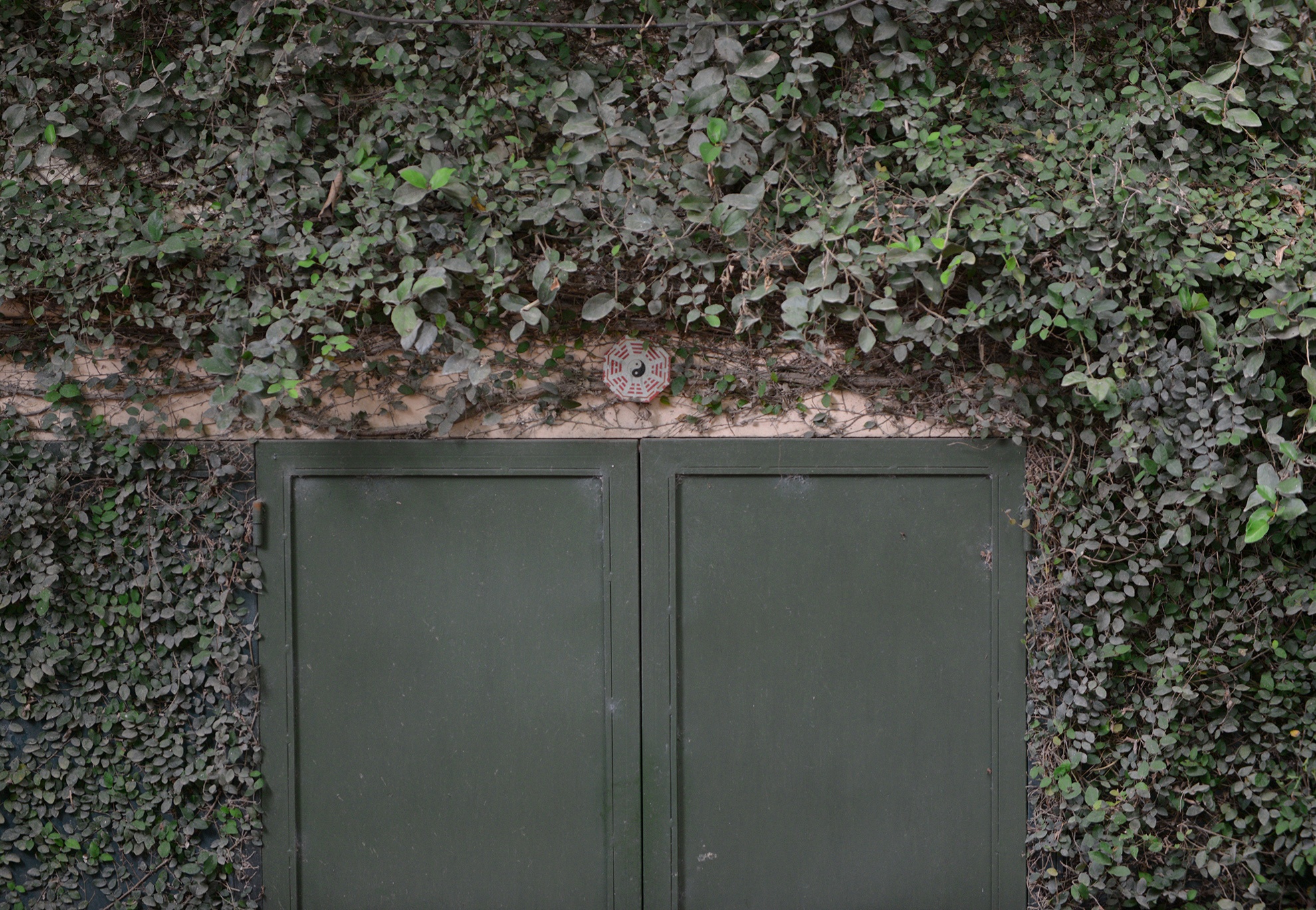 Khu hầm để xe phủ kín dây leo hai bên tường.