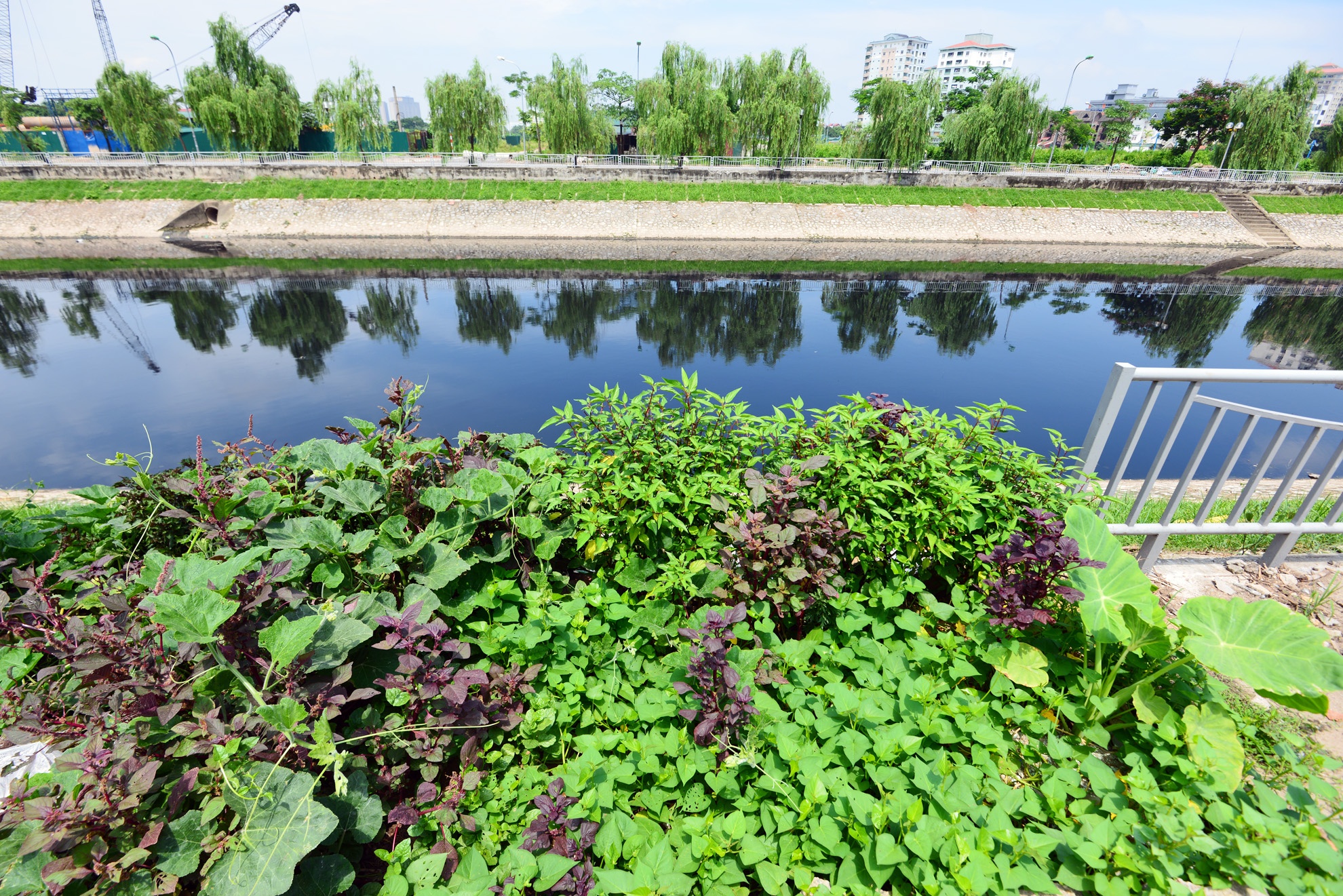 Bo von it, thu ca nam nho trong rau ben kenh thoi, duong tau hinh anh