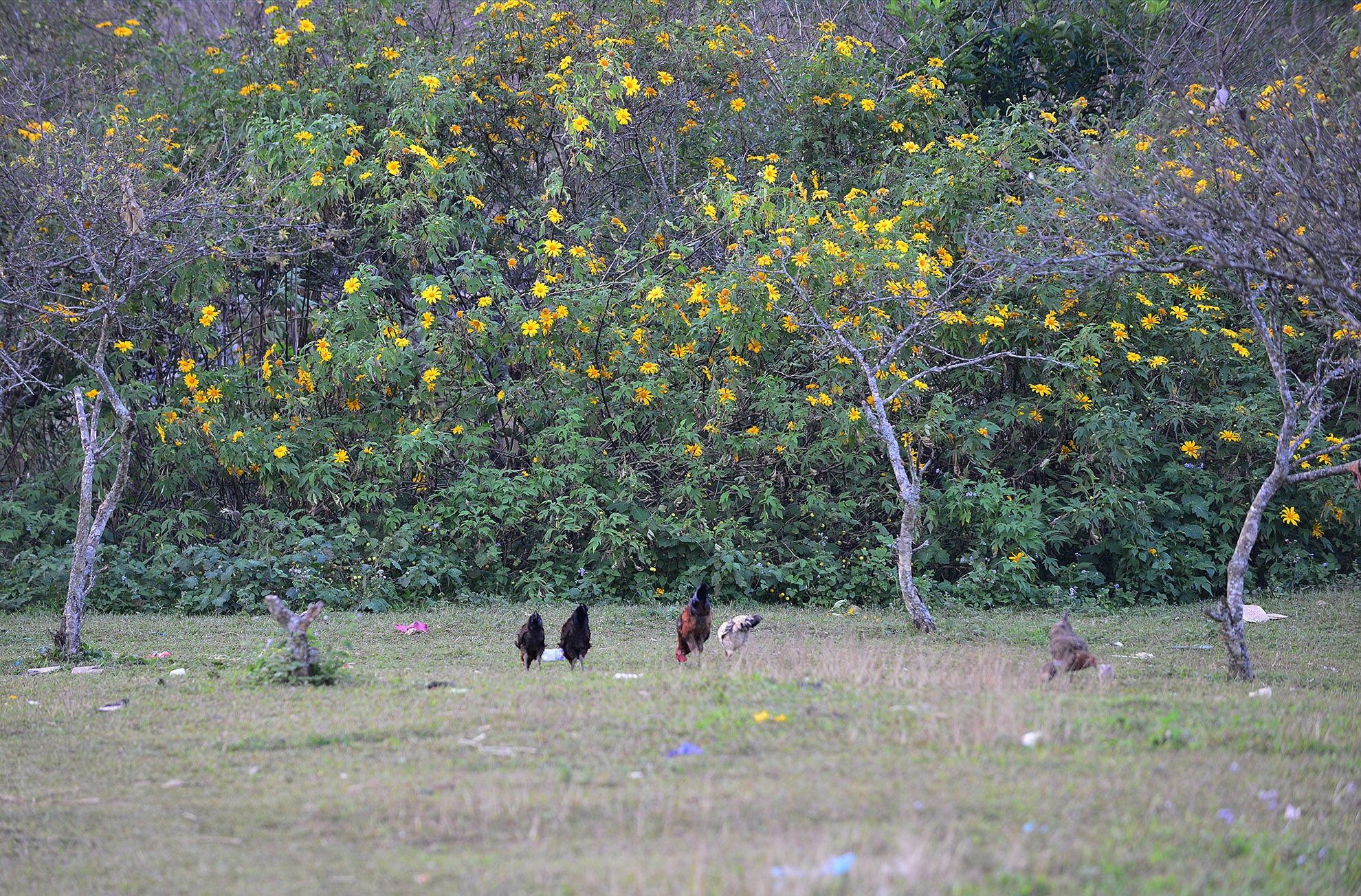  Loài hoa dã quỳ khoe sắc giữa những cành mận, đào khô đã rụng lá để chuẩn bị nở hoa đón xuân. 
