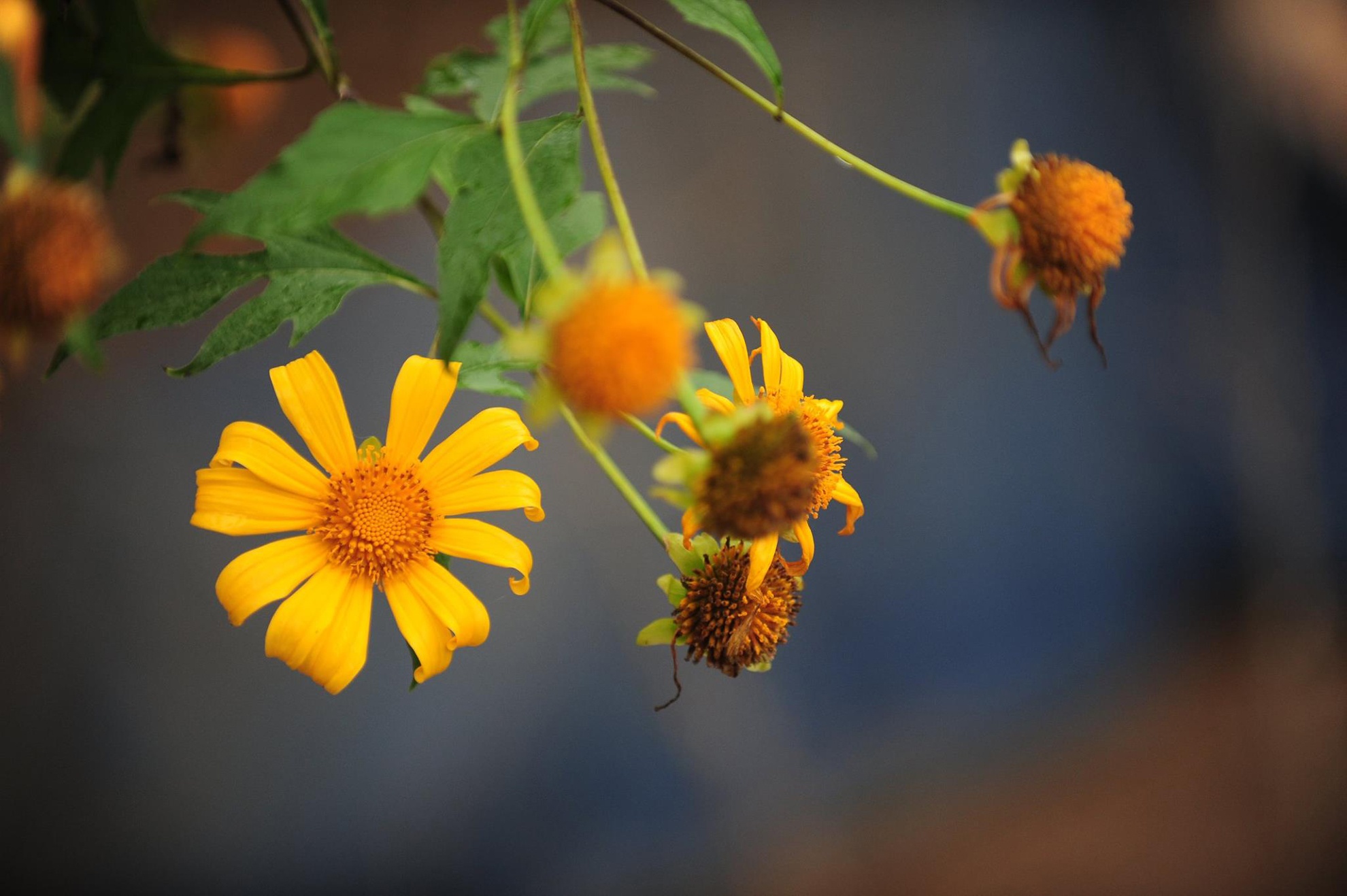 Dã quỳ có tên khoa học là Tithonia diversifolia,  hương dã quỳ không nồng nàn như hoa sữa mà dịu mát, thoảng qua.