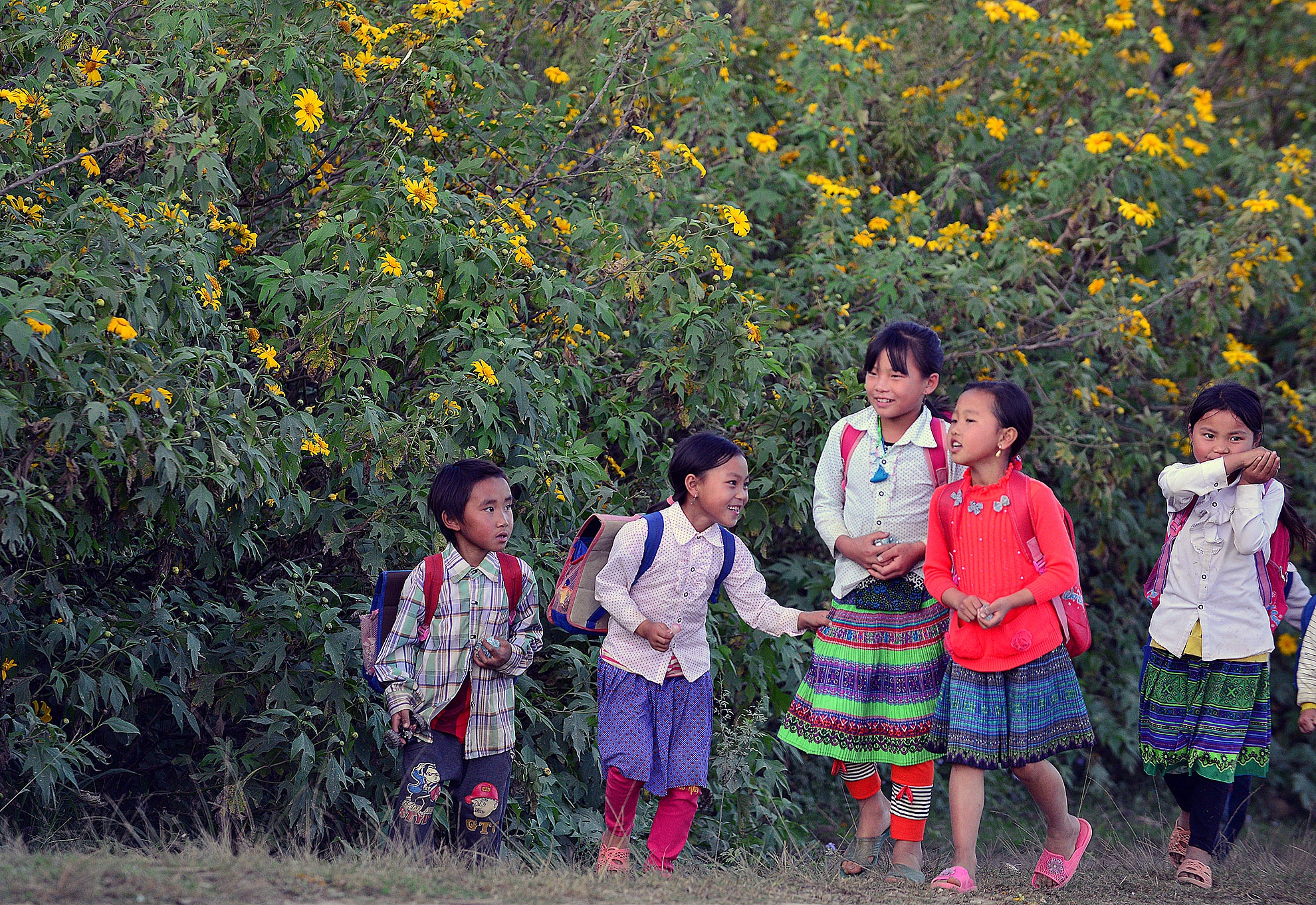 Da quy nhuom vang khap nui rung Moc Chau hinh anh