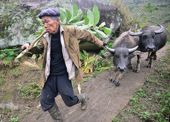 Nguoi dan tron trong phong, trau bo so tan vi gia ret hinh anh