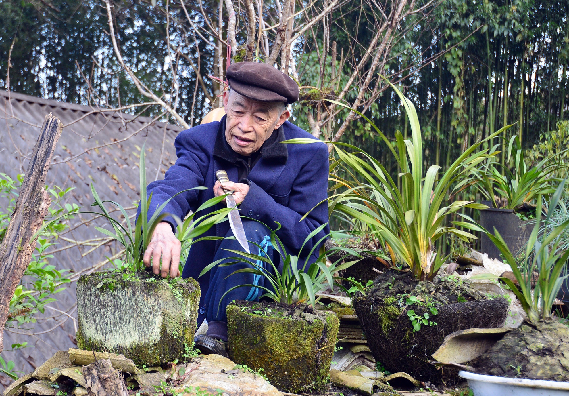 Vuon dia lan tram trieu cua nguoi H'Mong tai Sapa hinh anh