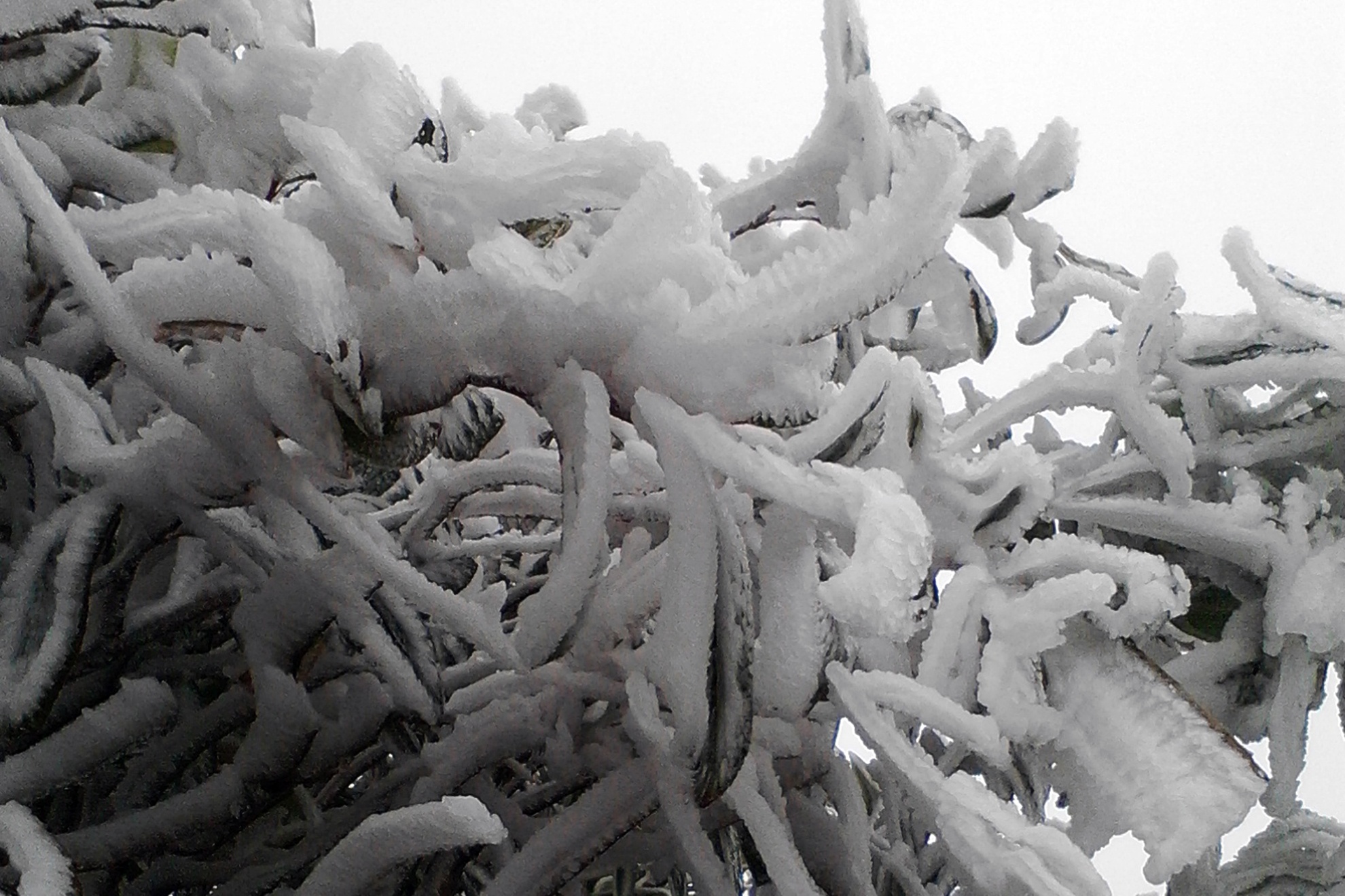 Bang gia xuat hien day dac tren Fansipan hinh anh