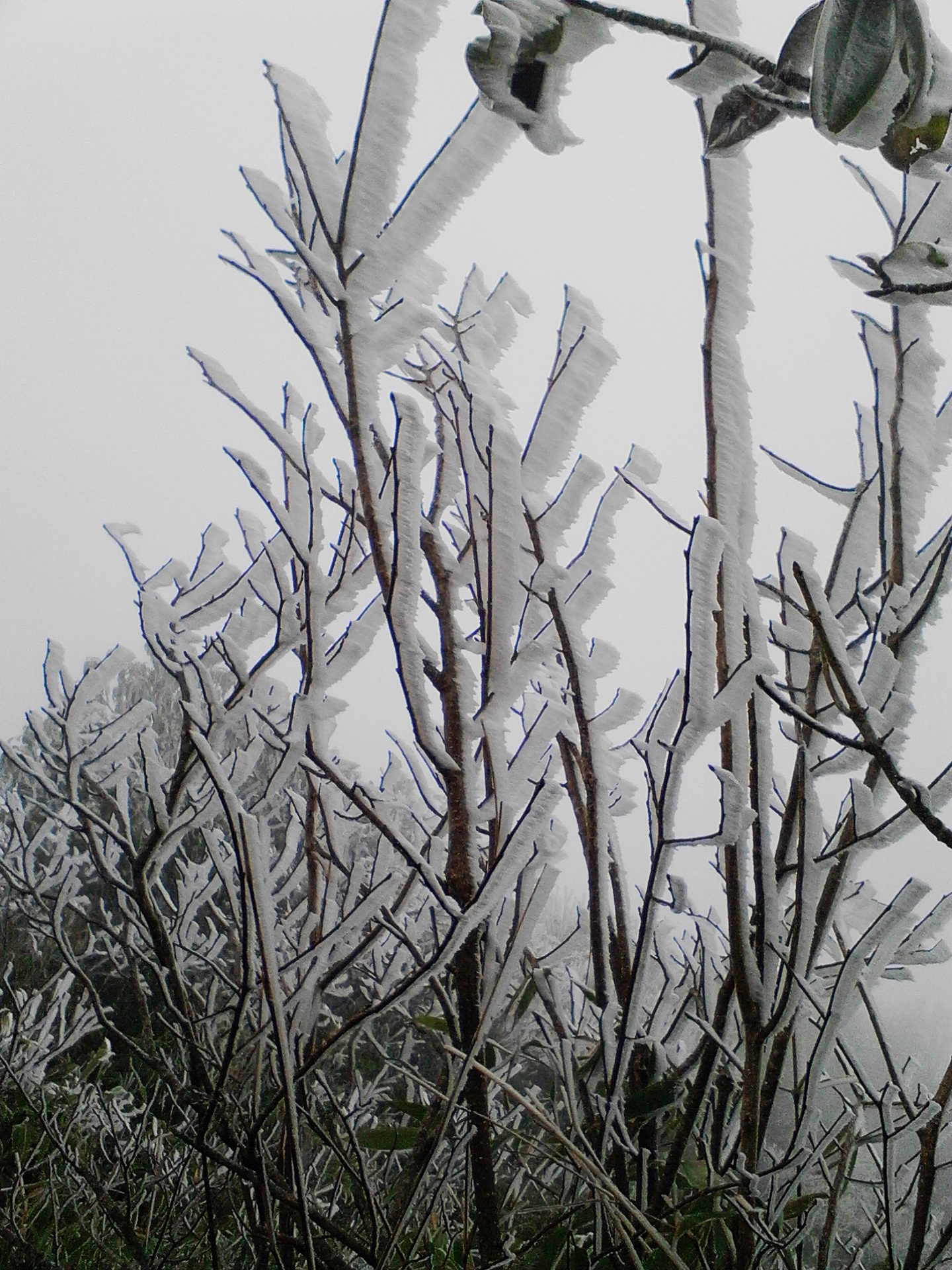 Những khóm trúc bị phủ trắng.