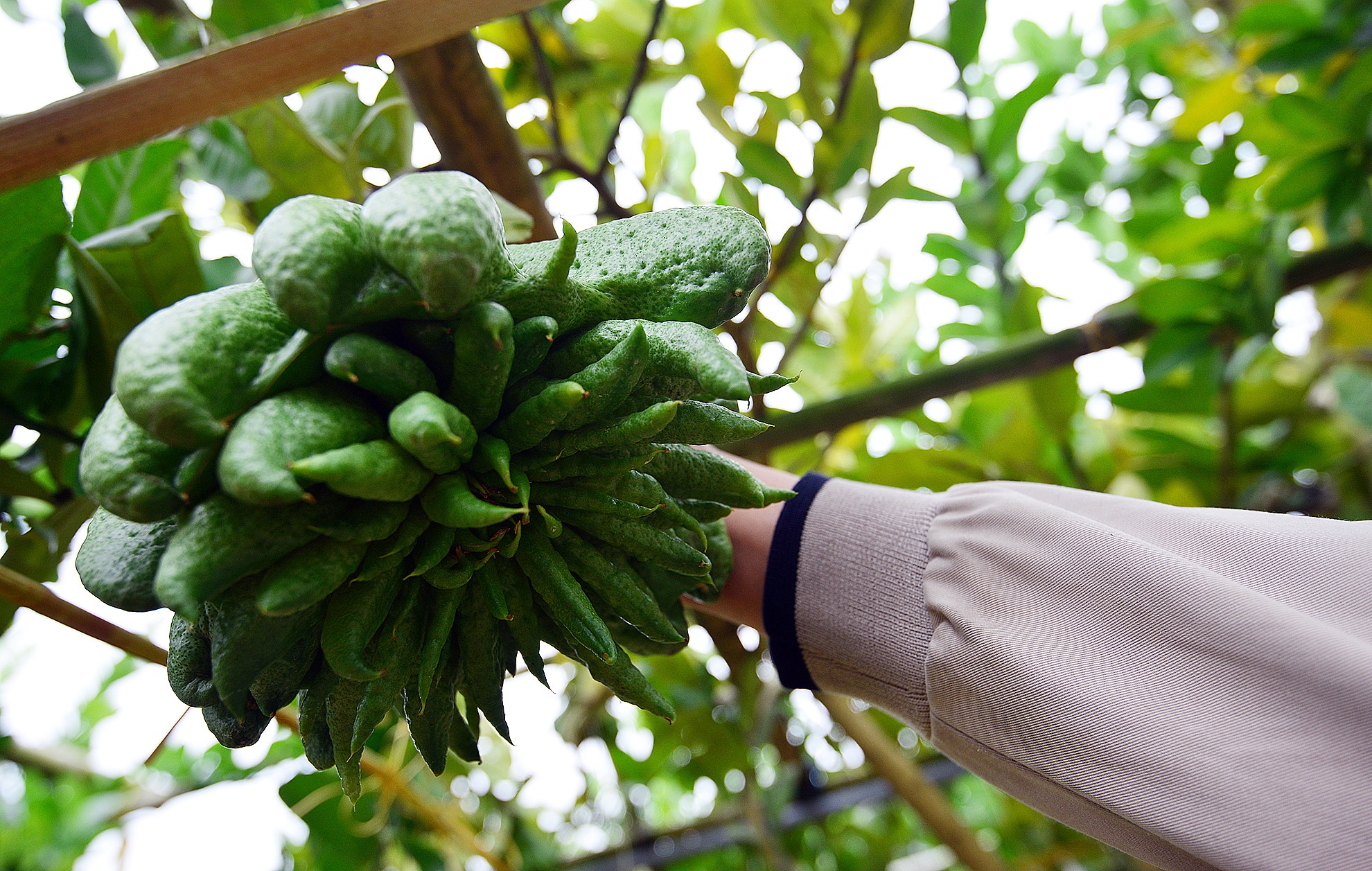 Thu hang tram trieu tu loai qua co mui huong de chung Tet hinh anh
