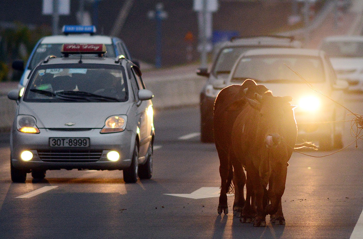 Trau bo, xe dap vo tu cat mat oto o cao toc ty USD hinh anh