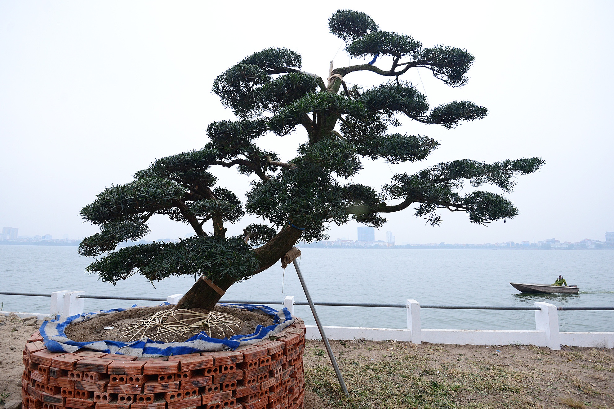 Vuon tung tram tuoi gia hang chuc ty dong ban Tet o Ha Noi hinh anh