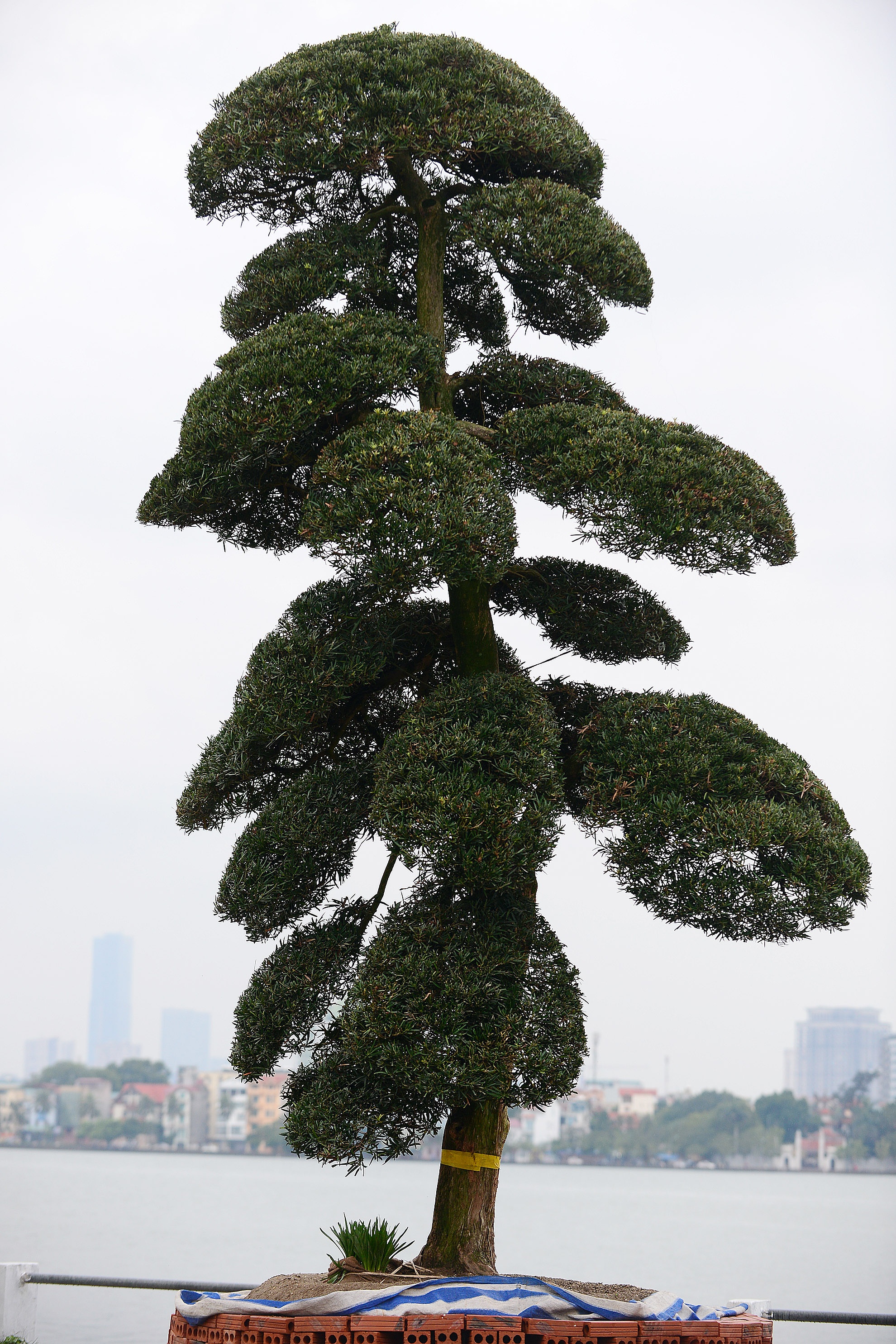  Một cây khác có tuổi đời gần 100 năm, được định giá trên <abbr class=